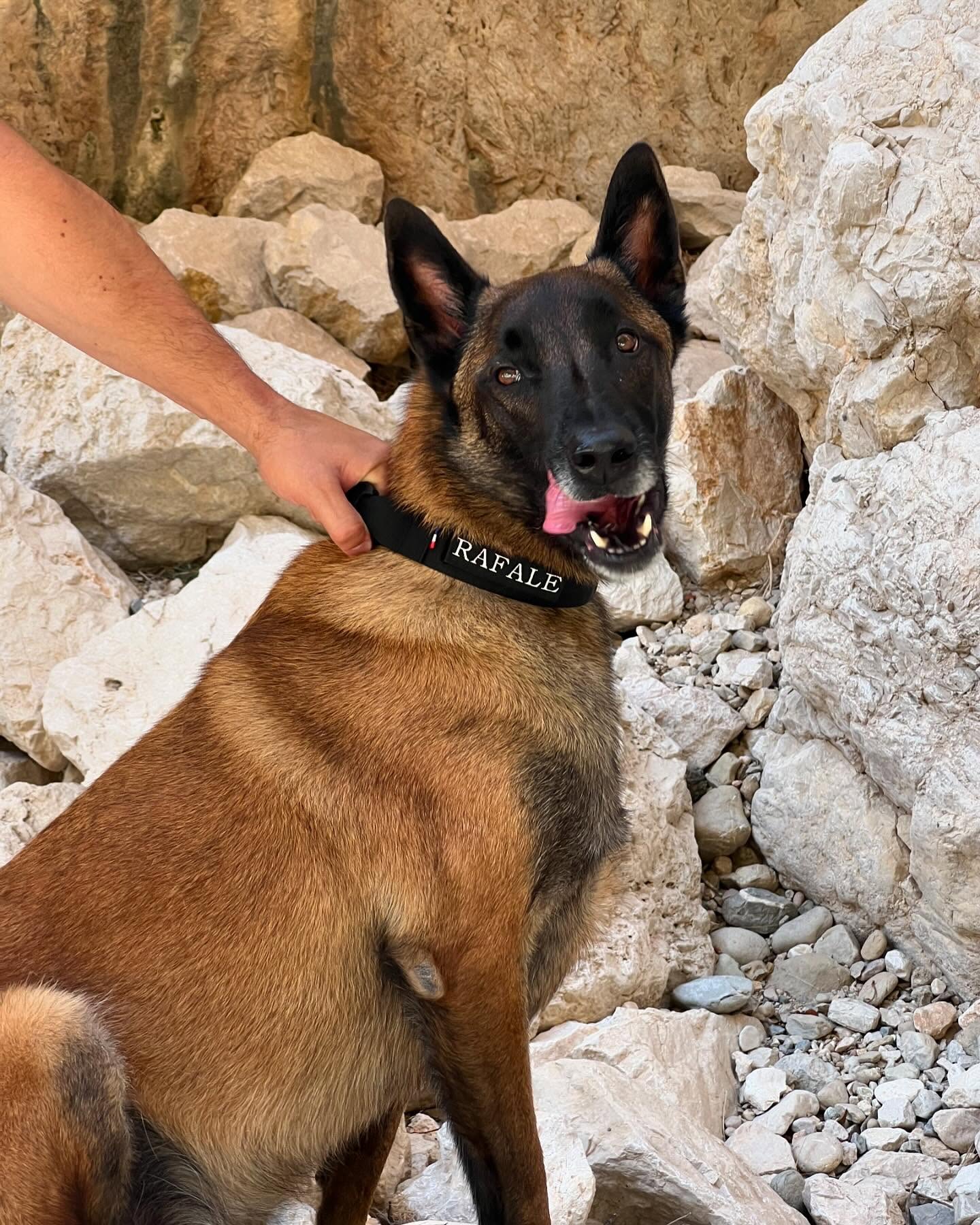 Collier pour chien de travail et d’action personnalisables 🐕
➡️➡️➡️www.k9-tactic.com⬅️⬅️⬅️
#chien #collierchien #militaire #tactical #tactique #chiendetravail #malinois