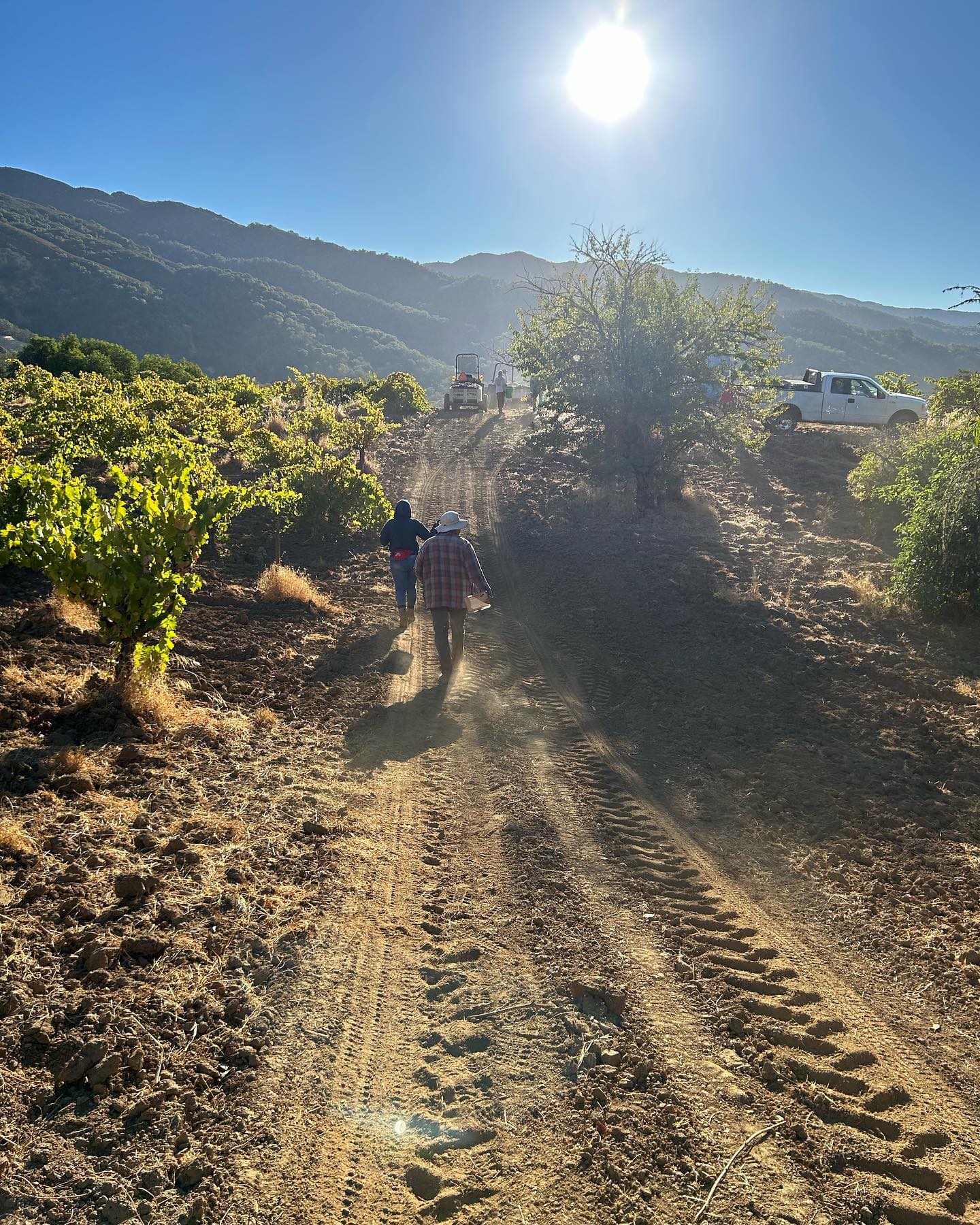 Perfect morning for the last pick of the year ✨🍇