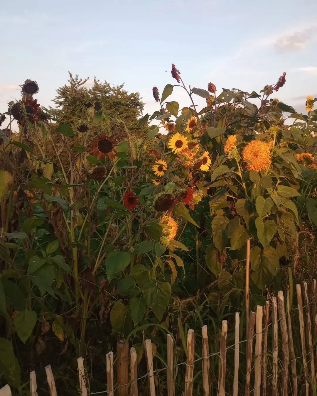 Ein bisschen Wärme aus dem Sommer, der sich gerade verabschiedet 🌞🌿🍅🌸🏵️