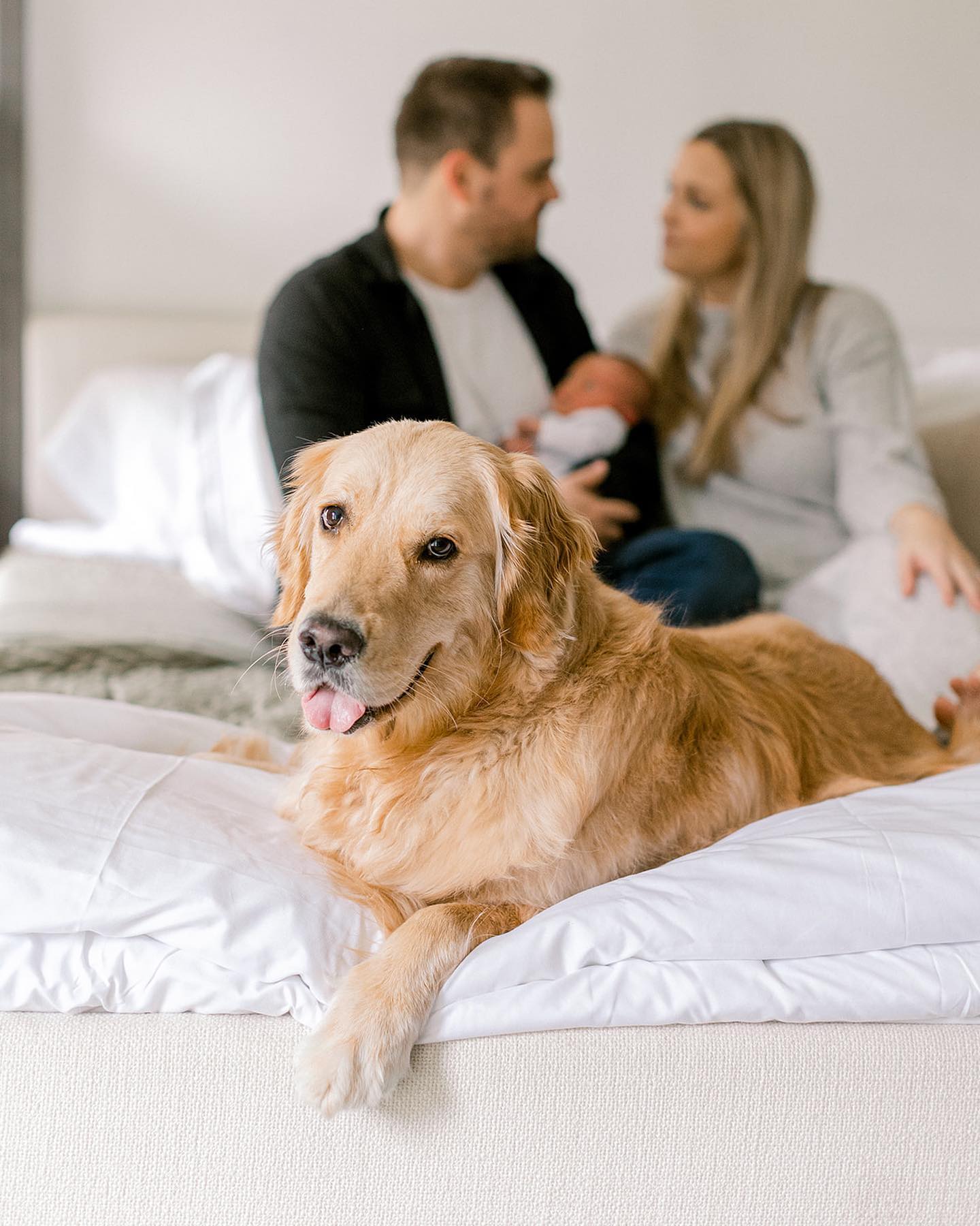 You may not be not the only child anymore but you’ll let it slide because your favorite treat, green beans, was doled out in abundance during this shoot so hey, this new kid can’t be too bad, right?
#goldenretriever #dallasnewbornphotographer #dfwnewbornphotographer #dentonnewbornphotographer #dogsandbabies