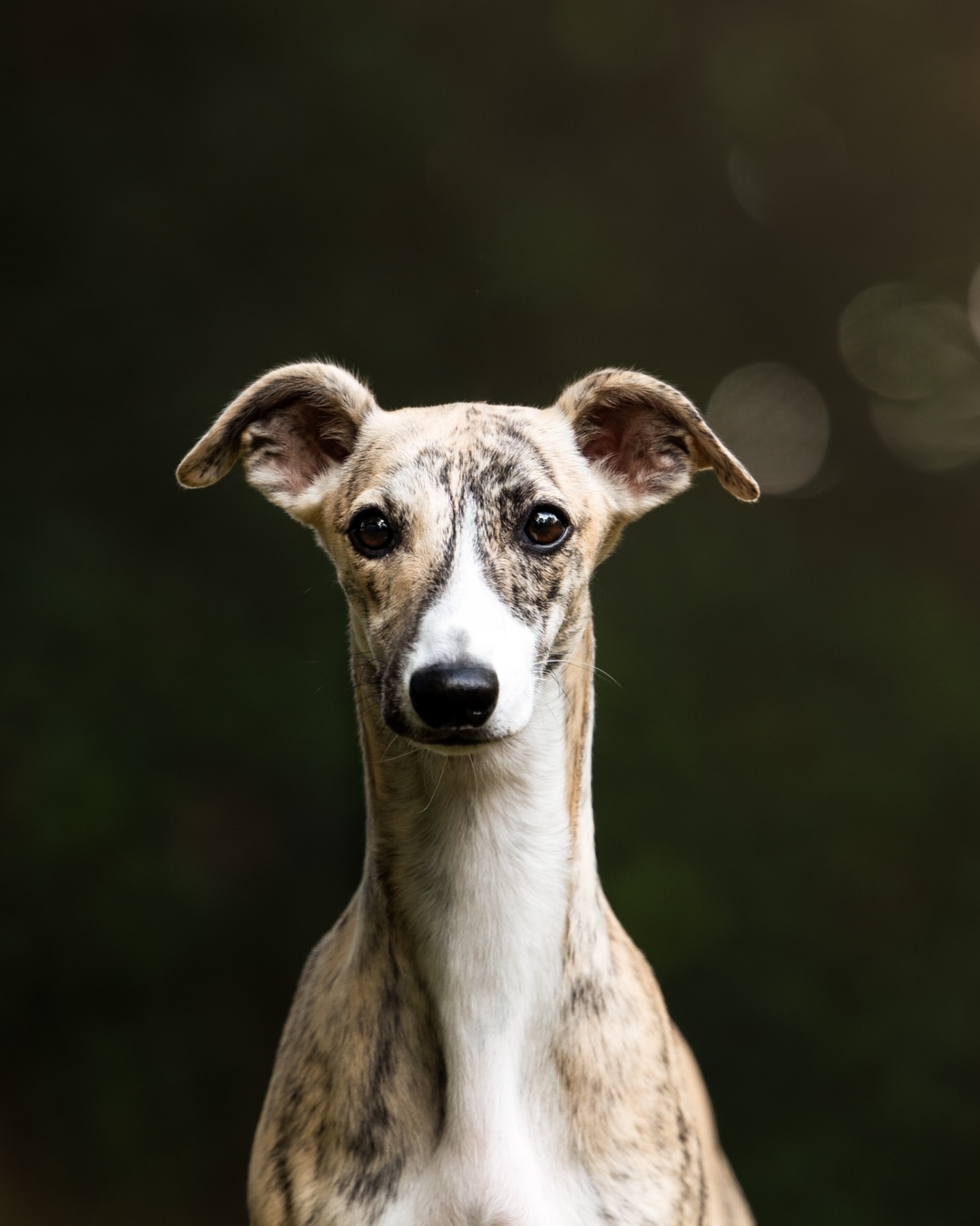 ¿Puede haber cosa más mona en este planeta?😍
Hace tiempo que no subo post porque no me da la vida pero quiero tenerlo actualizado para que podáis ver mi ‘portfolio’ actualizado🤍
Quiero utilizar este post para dar las gracias a todos los que confiáis en mí para plasmar a vuestros pequeños para la eternidad. Amo mi trabajo y conocer a todos vuestros perros (a vosotros también😜) y conseguir capturar vuestra magia. Así que gracias por vuestra confianza🤍
PD: Hoy me han quitado algunas muelas del juicio así que voy a estar desaparecida unos días😭🙋♀️