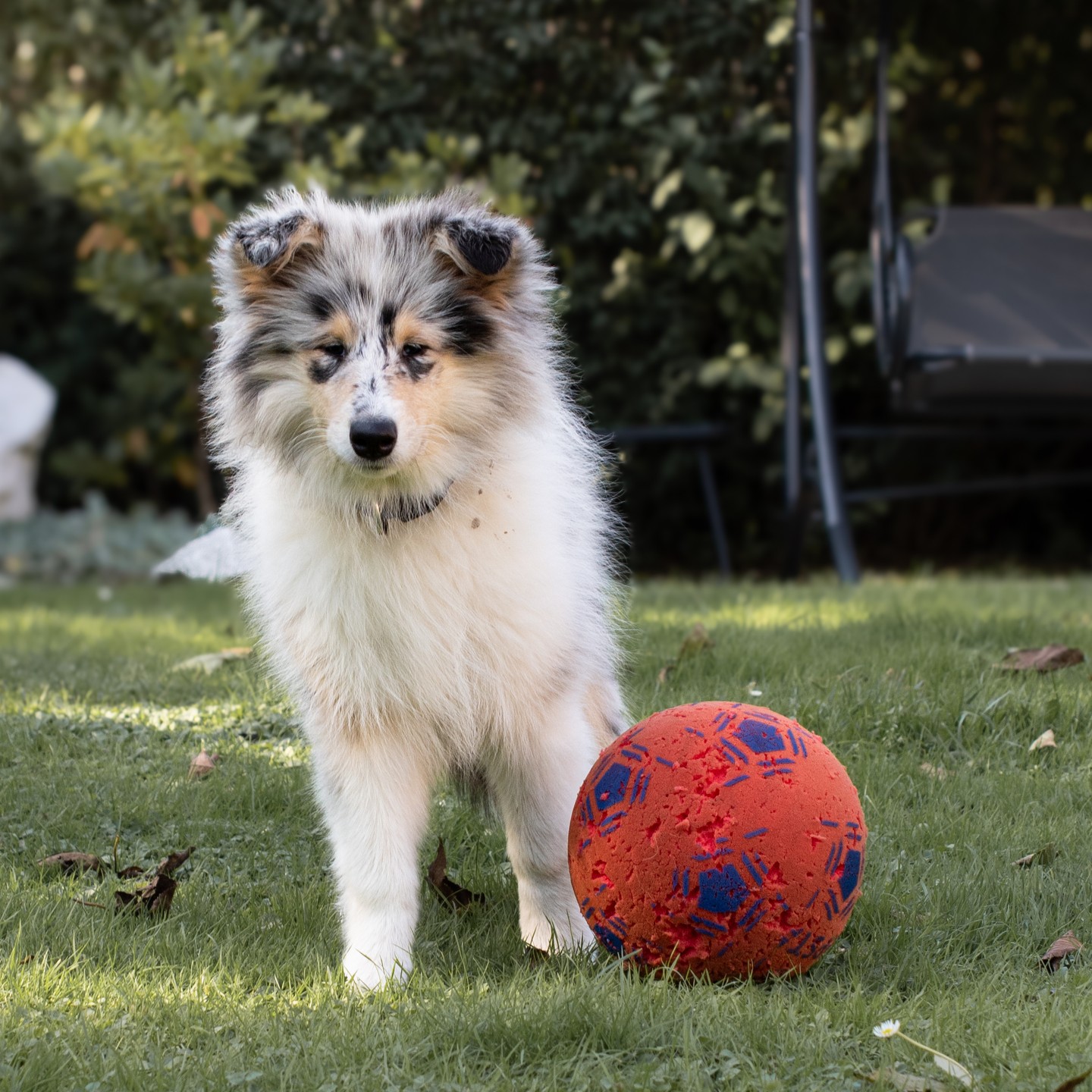 Gól! ⚽ Náš čtyřnohý fotbalista dnes na zahradě ukazuje své dovednosti s míčem! 🐕 Každý pejsek si v Lake View Dog Hotel najde svou oblíbenou zábavu, ať už jde o běhání, hraní nebo fotbalové zápasy na sluníčku. 🌞 U nás je každý den plný radosti, pohybu a her. 💚
Dopřejte svému pejskovi zábavu a pohyb u nás v hotelu.Rezervujte mu místo ještě dnes! 🐾