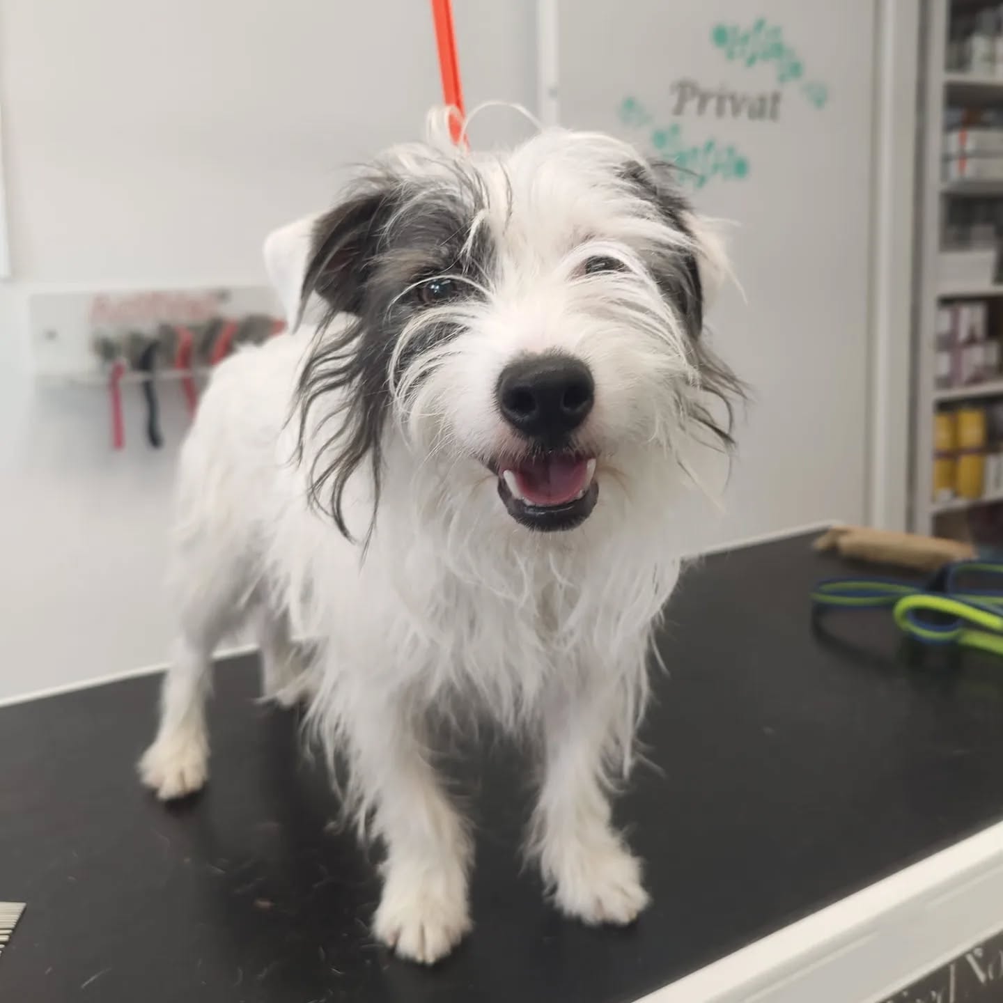 Vorher - Nachher ✨️
#hundefrisör #hundefriseur #hundefreunde #hundeliebe #hundeaufinstagram #vorhernachher
#doggroomer #doggrooming #dogglowup #doglove #cutedog #bevorandafter #smallbusiness