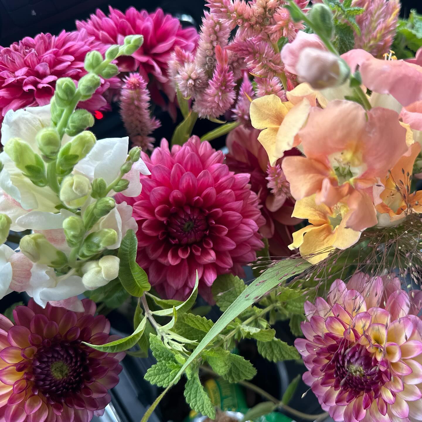 Dahlia season took foreverrrrrr for me this year. Maybe I planted too late, maybe they didn’t love their new location, maybe the smoke and the heat were annoying them…whatever it was, it had me in a panic for quite some time. But they’re back now, and the end of the season is a sweet one. #wellgrownfarm #wellgrownflowers #localflowers