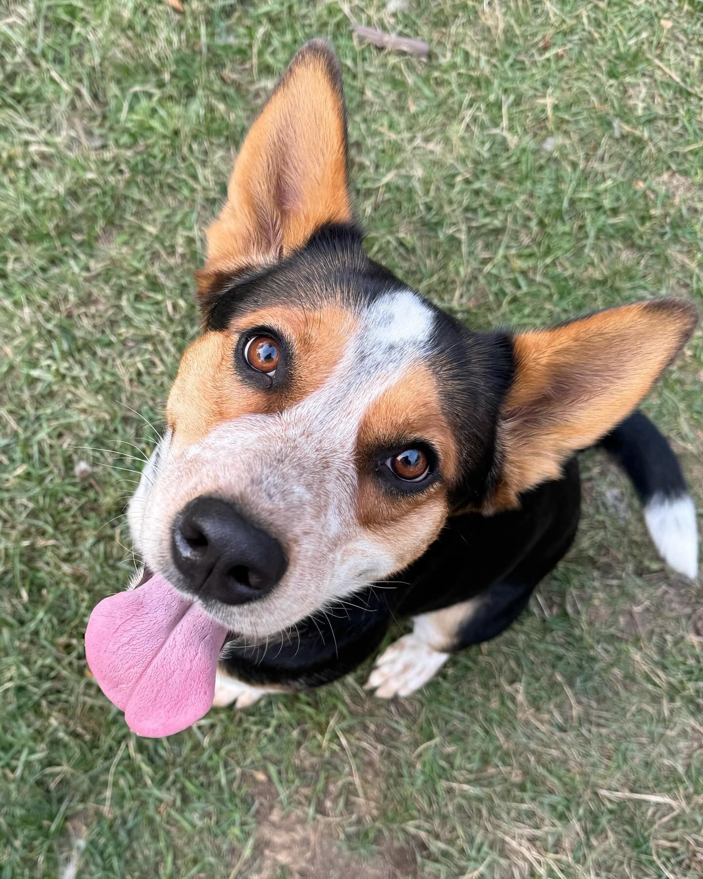 •I get easily distracted when these two hams are here to play! Wouldn’t you? 🐶
•Our books are now full for Christmas! Bonus of our online booking system - you can easily submit your required dates to our waiting list to be contacted if space becomes available!