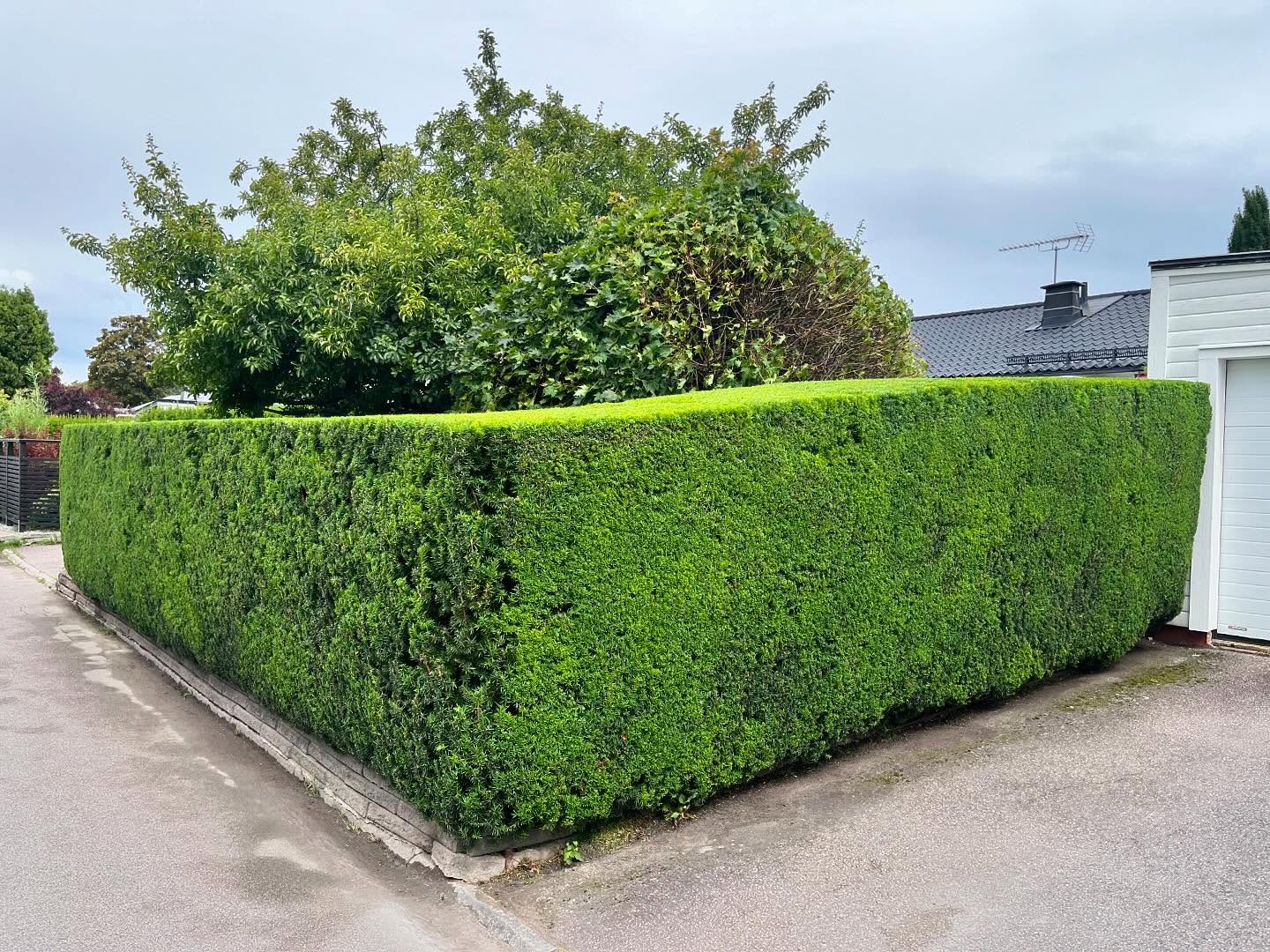 Förvandla din trädgård idag! ✨🌳
✅ Använd ditt rutbidrag vid betalaning
🔸Trädgårdsröjning
🔸Häckklippning
🔸Beskärning
🔸Ogräsrensning
🔸Gräsklippning