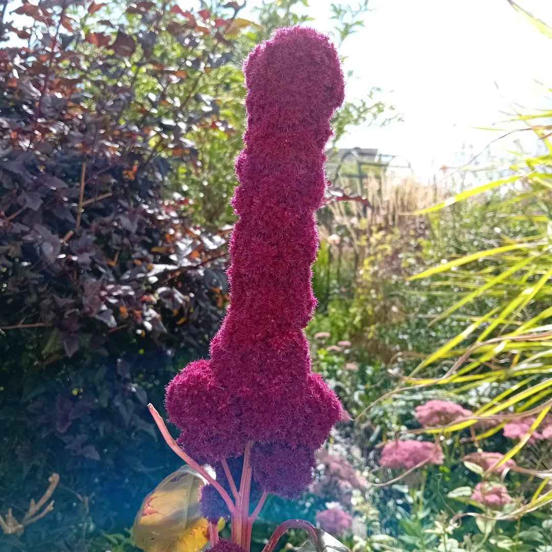 Found in my Mum's garden. She says, "Oh, it's Amaranthus 'Pointy Fingers' I think." So I say, "Mum, that doesn't look like a finger..."