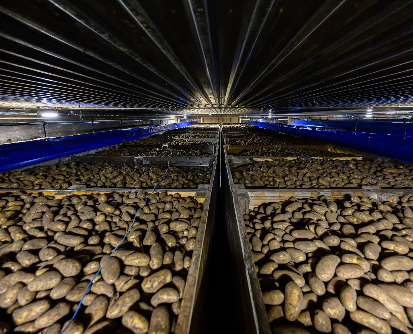 Pitkän kasvukauden jälkeen, siemenperunat ovat siirtyneet pellolta varastoihin.🎉👍 Siemenperuna-alastamme on nyt nostettu noin 90%. Sato on korkea niin määrältään kuin laadultaankin! 🤩👌 #siemenperuna #sertifioitusiemen #laatusiemen #highgradearea #peruna