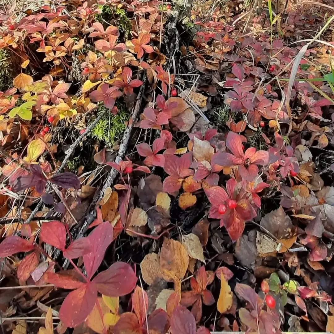 "Smell and emotion are stored as one memory. This finding has led to a new understanding of how we process emotion, and it also adds to a growing body of research that smells can have a profound impact on the way we think and feel."
- Dr. Lanysha Adams