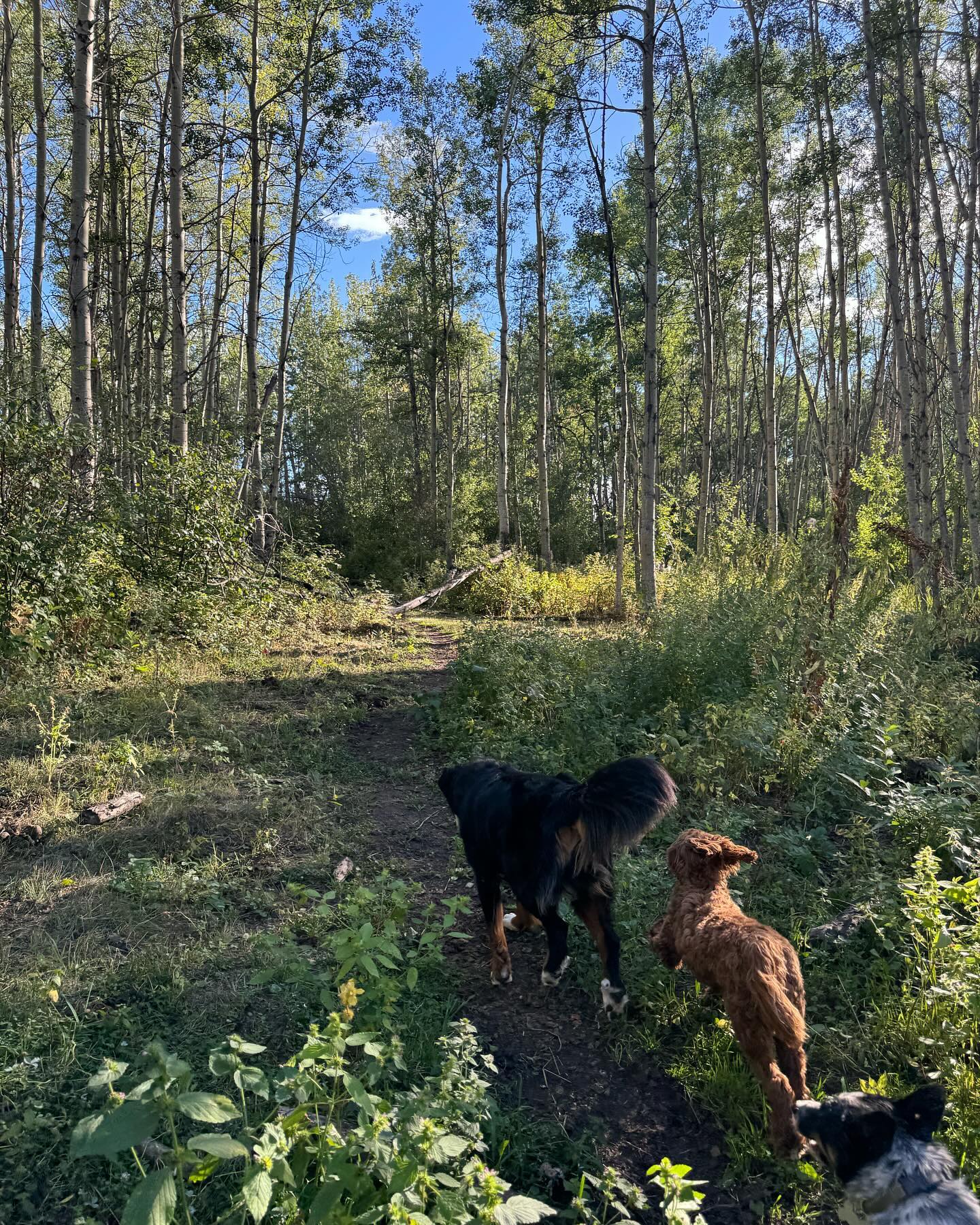 Hey! We’d love to have you come play!! But…
Is your dog up to date on their vaccinations?
At ‘Round The Bend vaccinations are a 🚨non-negotiable🚨
Not sure if your dog is? Call your vet to check! 🐶
Minimum requirements:
•Rabies
•DA2PP
•Bordetella