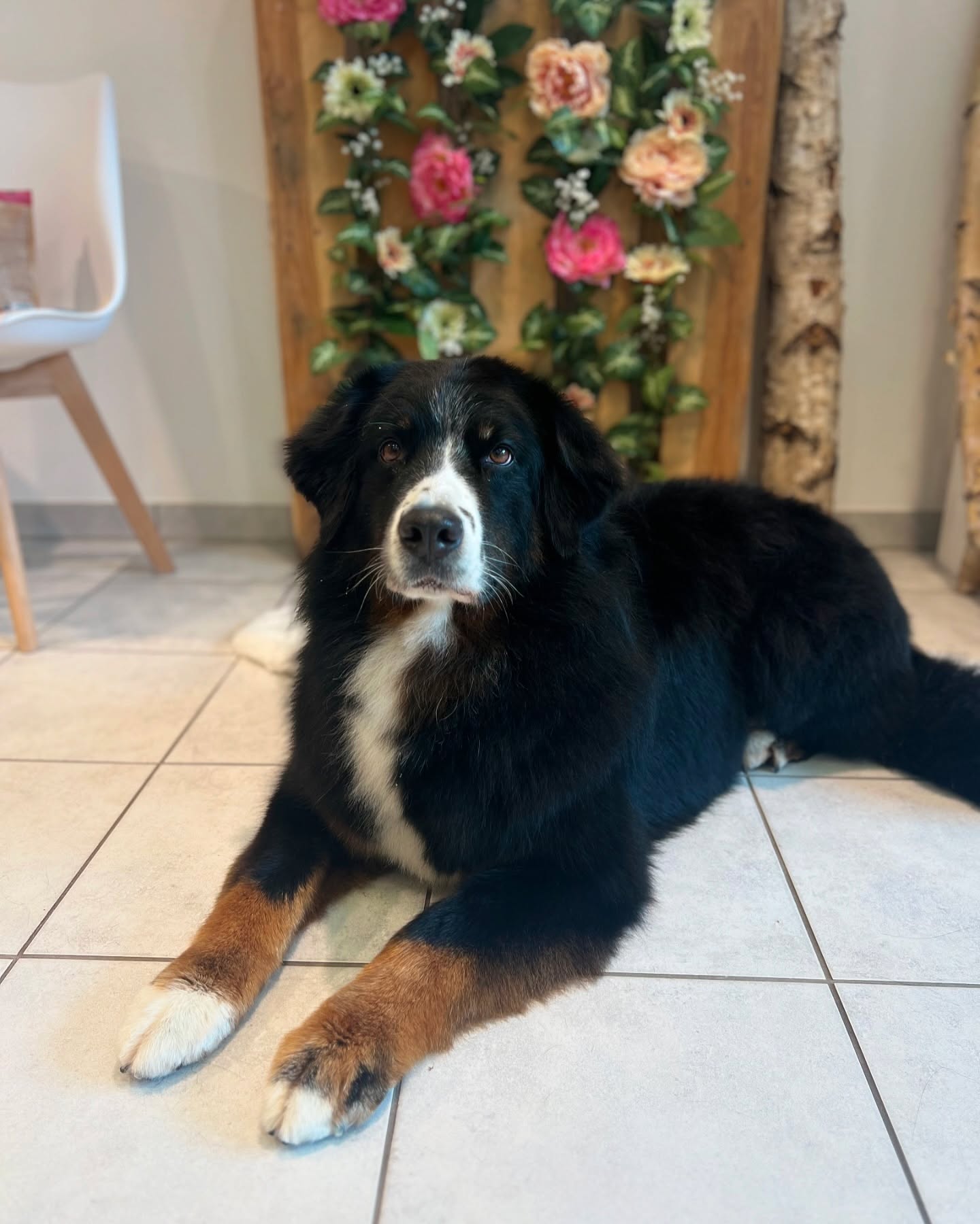 Pauli 🤍
#jelenashundesalon #münchen #feldmoching #hundesalon #hundesalonfeldmoching #bayern #bayernmunich #germany #deutschland #hund #hunde #hundeliebe #hundefotografie #hundepflegen #hundeportrait #dog #dogsofinstagram #dogs #dogoftheday #doglife #pet #petlovers #groomer #grooming #bernersennenhund