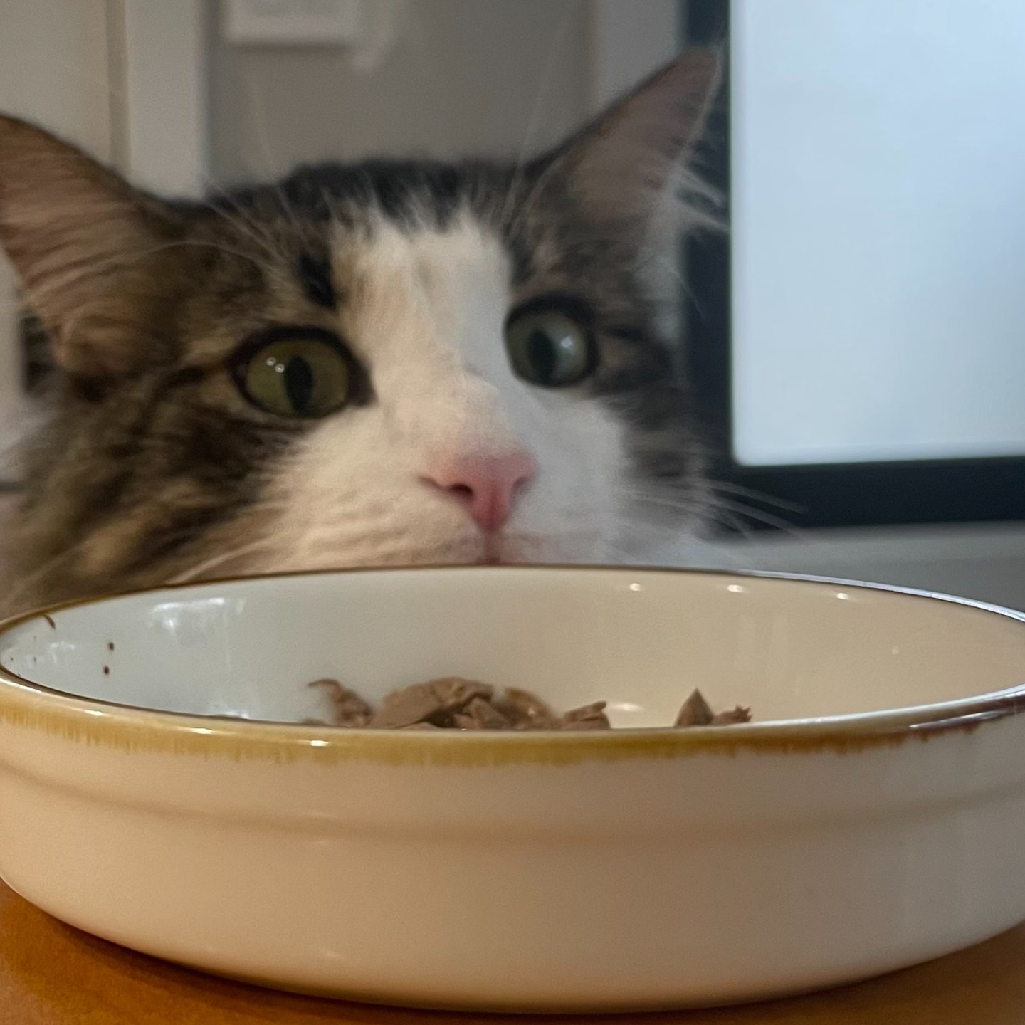 Sometimes itās easy to know when weāre hungry, like this little guy here. š¾
But for many, tuning in to hunger cues can feel much more complicated. In eating disorder recovery, learning to listen to your bodyās signals is key to healing your relationship with food.
Remember: itās not about restriction or control, itās about trusting your body to tell you what it needs ā and honoring that. š±š
#Intuitiveeating #certifiedintuitiveeatingcounselor #eatingdisordertreatment #eatingdisorderdietitian