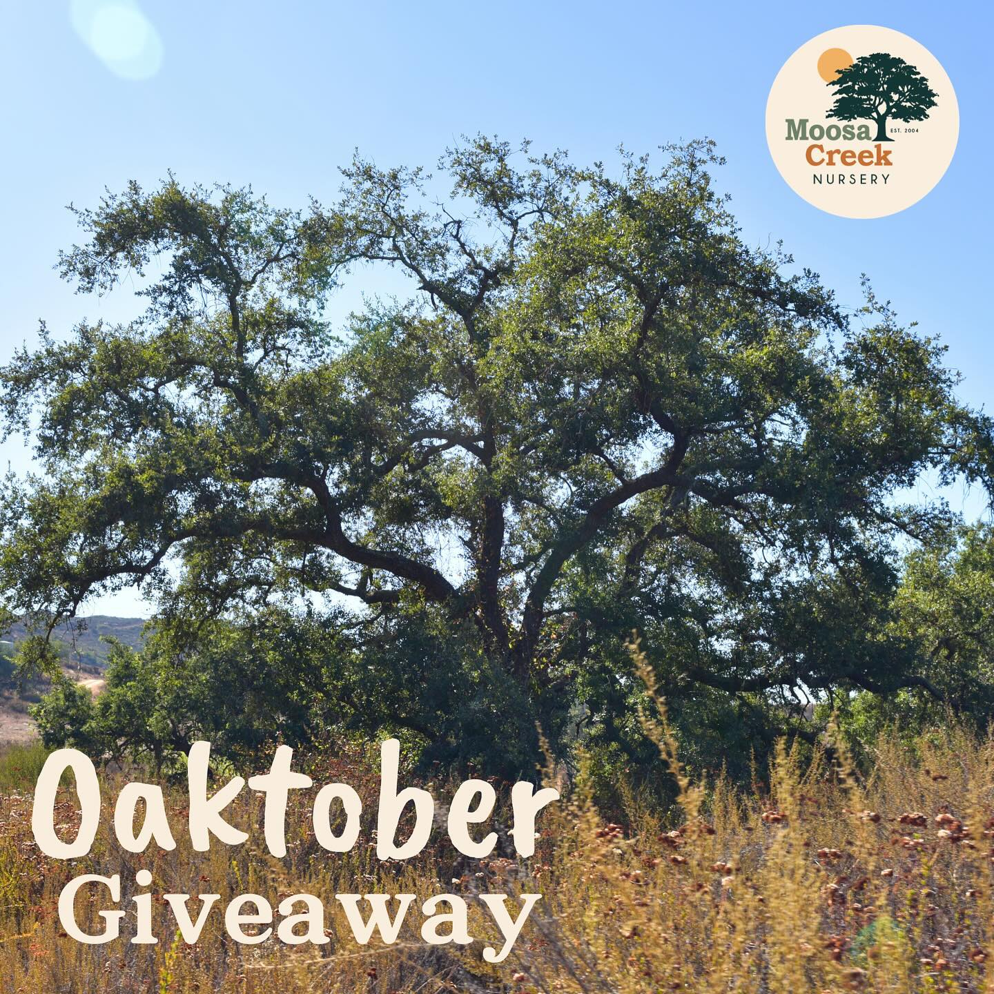 ๐ณ๐ณOaktober Giveaway!!!๐ณ๐ณ
Our favorite time of the year is here and we want to celebrate our beloved Oaksโจ๐ณ
We will be picking (1) winner every week for the month of Oaktober to win a D40 sapling of their choice -Quercus agrifolia (Coast Live Oak), Quercus engelmannii (Engelmann Oak), Quercus dumosa (Nuttallโs Scrub Oak) & Quercus acutidens (Torreyโs Hybrid Oak).
How to enter:
- Follow @moosacreek on Instagram &/or Facebook
- Like this post
- Tag 3 friends & share your fondest Oak tree memory ๐๐ฑ๐ณ
**Winners will be chosen at random every Monday , @ 12pm. We will deliver the oaks to the nearest Moosa Creek retail partner that week!
#bethechangeplantthefuture #oaktree #giveaway #plantnatives #southerncalifornia #treesforthefuture #californianativeplants
#moosacreeknatives