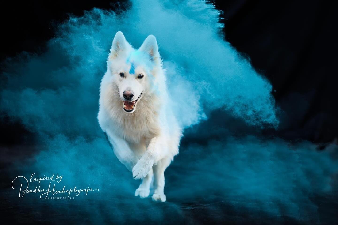 Ozai #powdershoot #holypowder #kleurrijkpoeder #zwitsersewitteherder #witje #bergerblancsuisse #pastorblancosuizo #shepherd #jouwhondopdefoto.nl #inspiredbybandhuhondenfotografie #dogofinstagramworld #hundeliebe #hundeglück #hundeleben #instadog #dogpicoftheday #dogpicsdaily