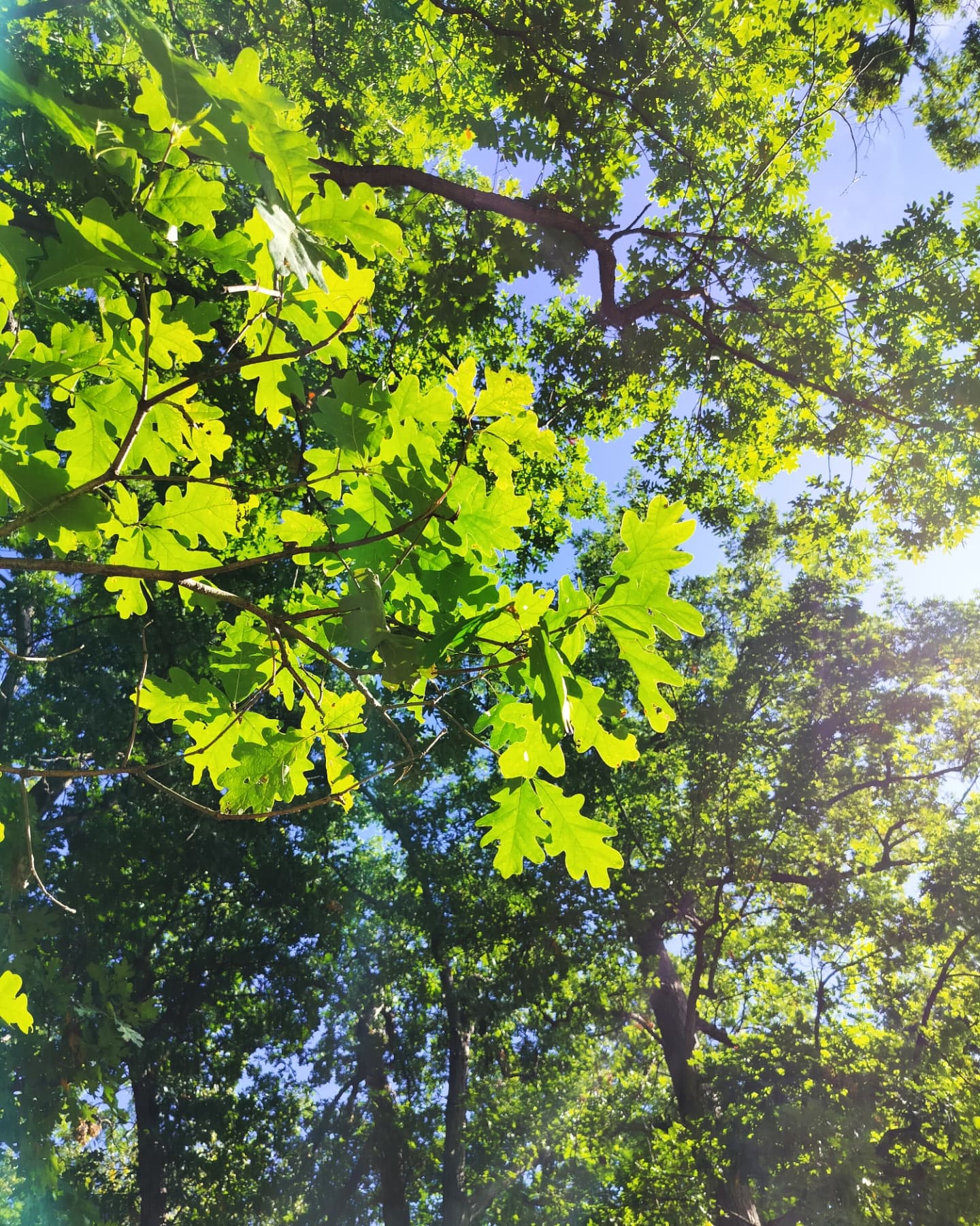 Tuesday Moment of Zen. Fall light is the best light in the Chicago area. Just gorgeous this time of year. Peace y'all.