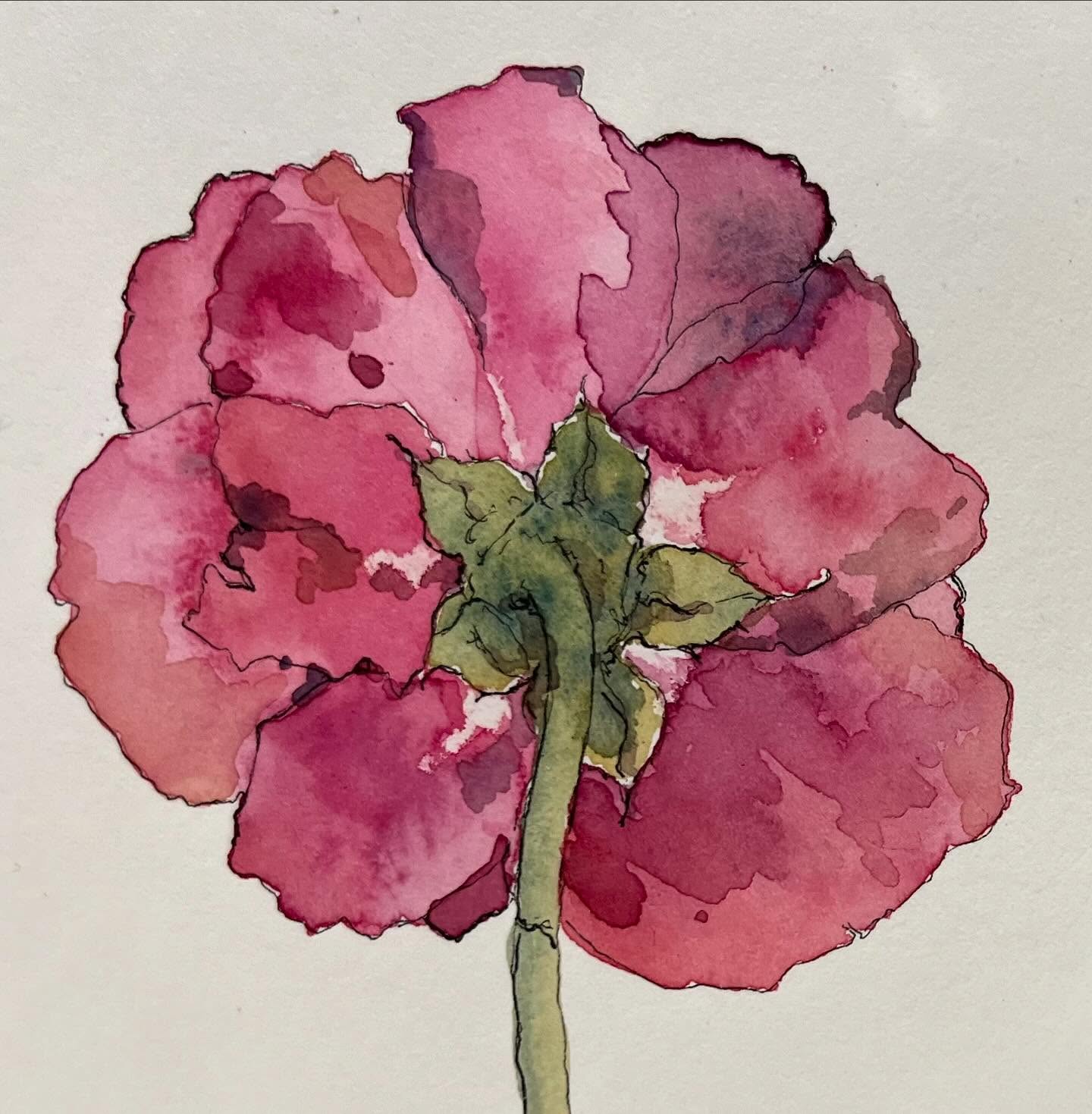 Day 3 #inktober Scented
It’s getting quite late in the season for fragrant garden flowers but I found this beautiful bloom in the front garden. It’s a @david_austin_roses called Young Lycidas which is incredibly fragrant, my favourite for both scent and colour. This is just a quick pen and watercolour sketch so doesn’t do it justice but it was interesting experimenting with waterproof ink for a change. This could be so much more beautiful in oil paints.
#inktoberchallenge #watercolourflowers #journalingwithnature #penandinkdrawing #watercolorsketch #sketchbook #dailychallenge #cornishartistlife