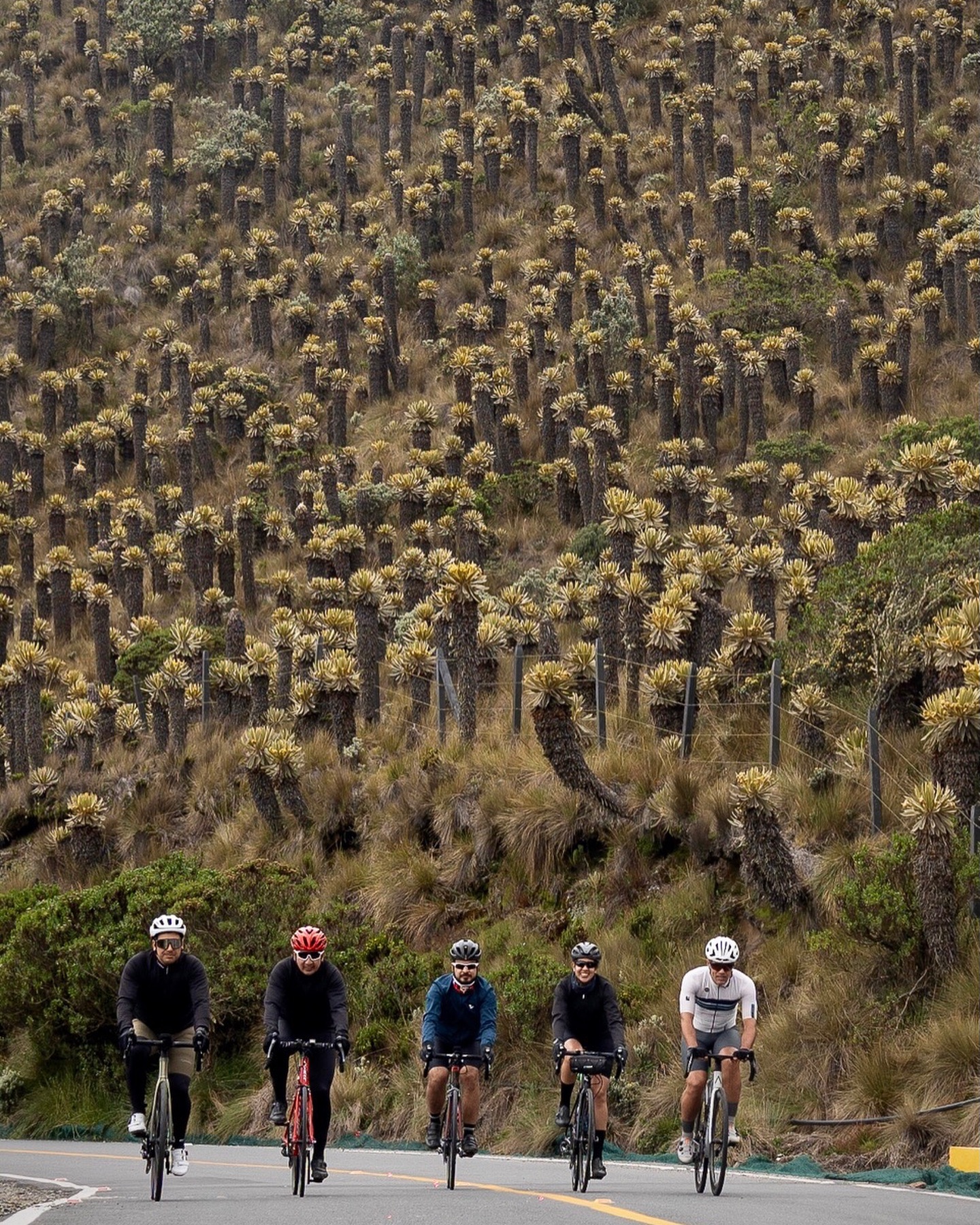 Really excited to announce our new tour Letras & Nevados!
A climbing dream the recently paved road to the Arenas volcano/Nevado del Ruiz reaching 4150 mts over sea level.
The route can be split in stages to make it more attainable.
Not least it offers the possibility to make it to the legendary Alto de Letras from three different versants!
•
•
•
•
•
#cyclingculture #insearchofup #cyclingmemories #roadcyclingpics #ridelots #lifebehindbars #whyiride #roadslikethese #fromwhereiride #beautyofcycling #cyclingphotography #whereiride #outsideisfree #wymtm #switchbacks #instaroads #mountainpass #fromwhereweride #cyclingadventures #roadcyclist #cyclingshots #roadstotravel #mountainphotography #roadstoride #natgeotravels #cyclingtour #cyclingholidays #cyclingaddiction #cyclingplanet #kom