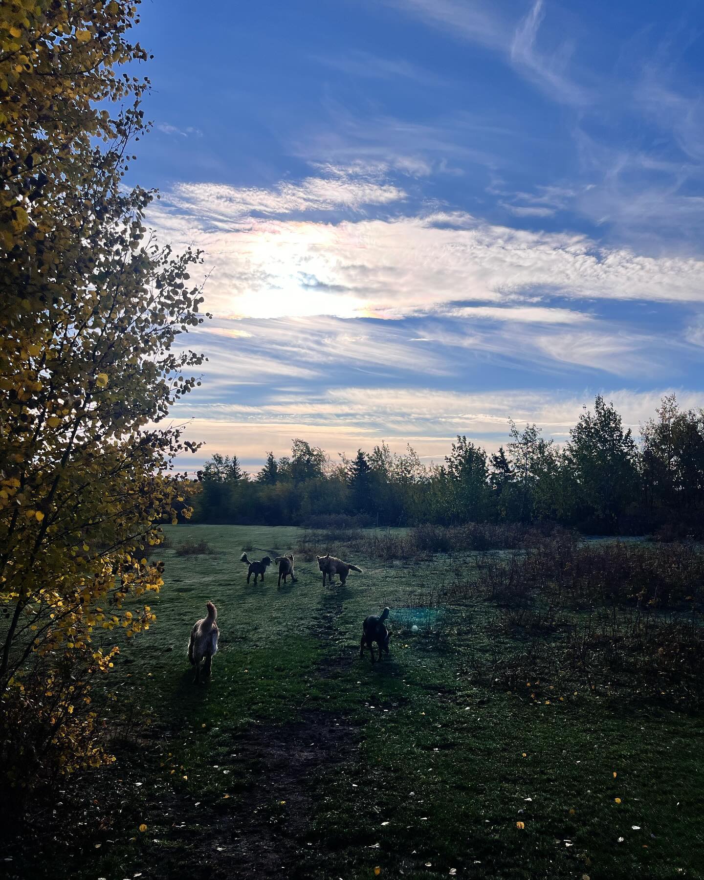 We’ve being having the most gorgeous, crisp, crunchy fall walks 🍁
Almost time for turkey!