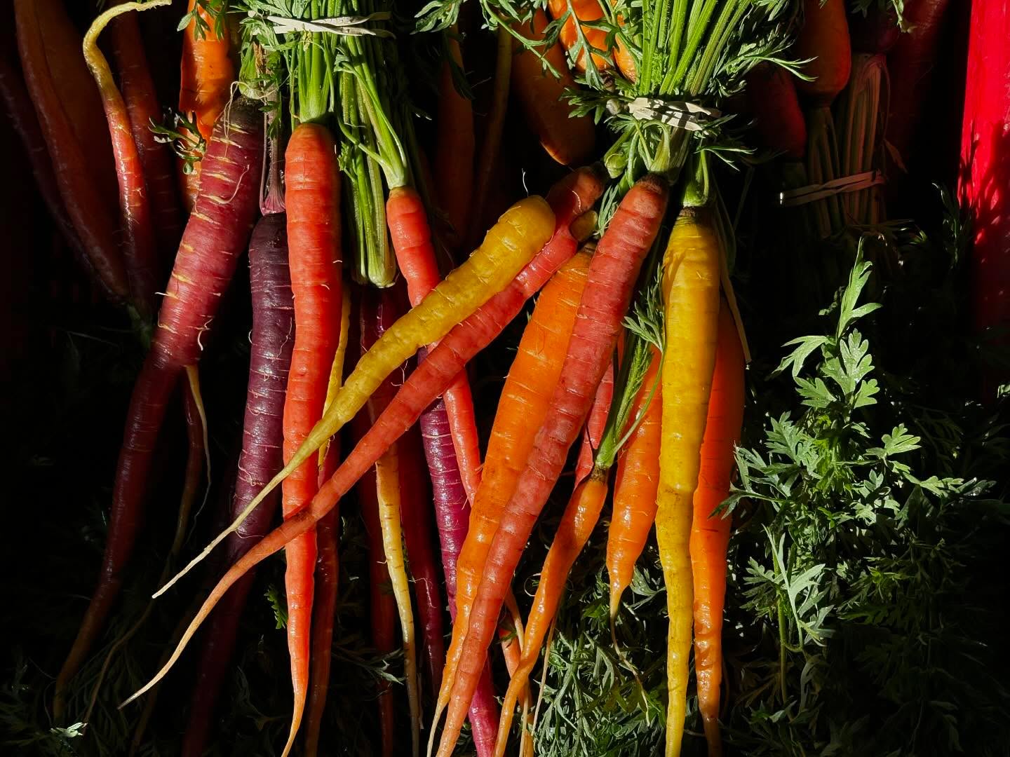 FARM STORE FRIDAY! 4pm-6pm
One of the last chances for the summer to stock up on fall sweetened produce. We’ll have these stunning rainbow carrots, little gem lettuces, basil, turnips, radicchio, arugula, kohlrabi, green onions & more! 🌈🥕