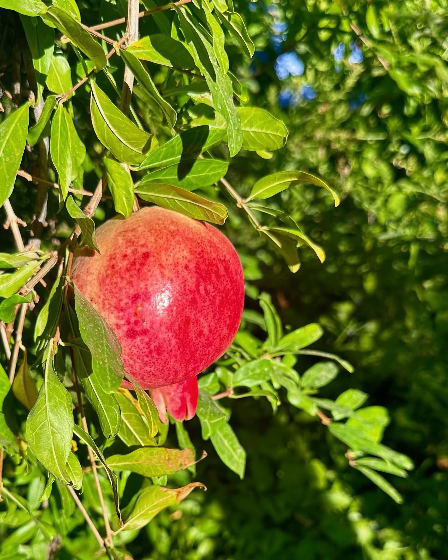Pomegranate season is here! #pomsalon #pomegranatesalondavis #davisca