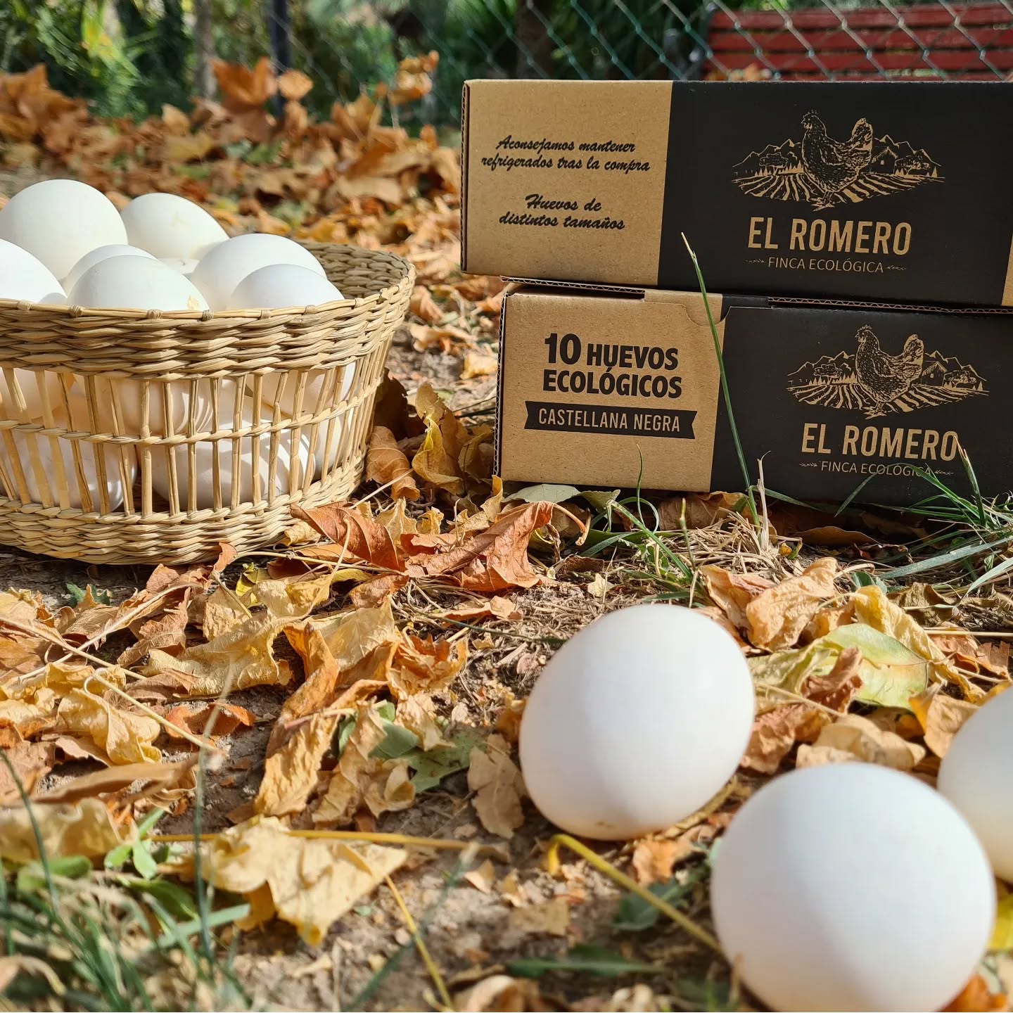 El Otoño y el cambio de plumas🍁🍂🐔
Al llegar el Otoño nuestras gallinas se preparan para la bajada de las temperaturas. Para ello, cambian su plumaje antiguo por uno nuevo y dedican su energía a este cambio, por lo que la producción de huevos disminuye.
La reducción de las horas de luz también hace que pongan menos huevos, ya que las gallinas son muy sensibles a la luz y necesitan bastantes horas de luz diurna para mantener un ciclo constante de puesta de huevos. Las gallinas también aprovechan este ciclo para recalcificar sus huesos, destinando el calcio que usarían en formar la cáscara del huevo para sus huesos.
Esto no pasa con las gallinas que viven en naves con una luz y temperaturas constantes, no notan el cambio de estación y las producción apenas se reduce.
#gallinamurciana #gallinacastellananegra #gallinas razaautoctona #bullas #huevosgourmet #Otoño #curiosidadesdelasgallinas