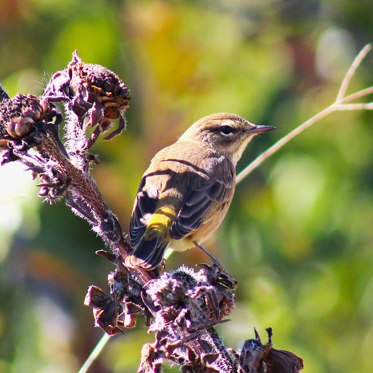 Tuesday Moment of Zen. Warblers and finches in the fall light. Peace y'all.