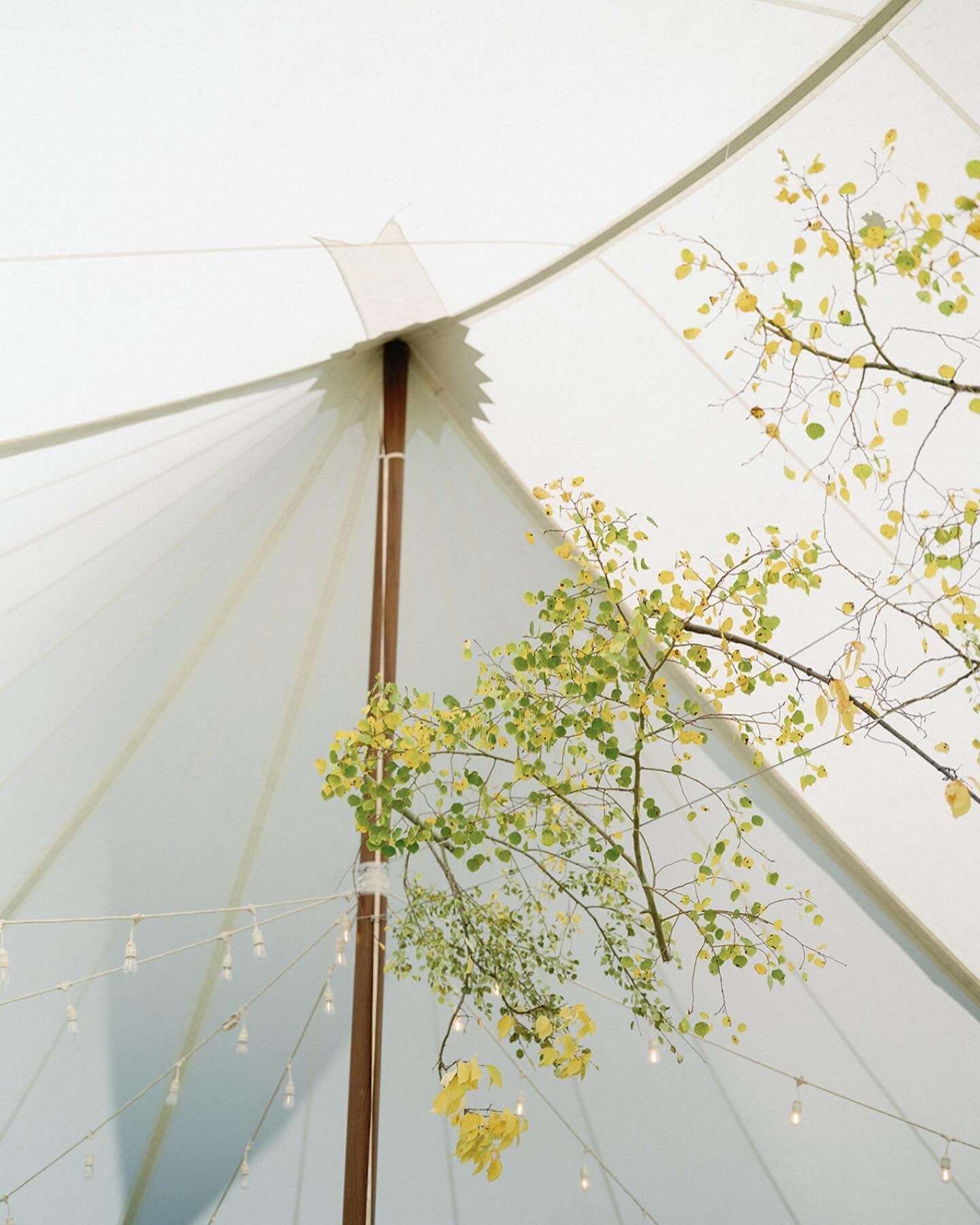 Truly love the simplicity and impact this install had. The way you can see the transition happen from green to yellow gave me goosebumps. And how it didn’t take too much from the centerpieces was just easy on the eye. Thank you @alexakayevents for trusting me and always giving me the space to play around and be a bit weird with things! Beautifully captured by @sarahporterphotos and the last video was by me at breakdown 🙃