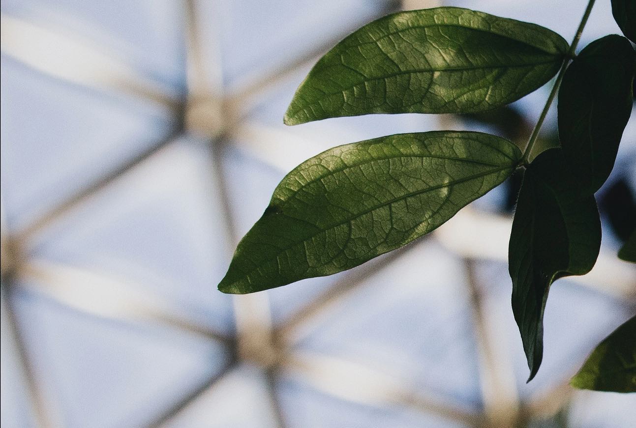 🏡 Combining the natural beauty of plants and the artistry of architecture always yields some gorgeous images…
Bloedel Conservatory in Vancouver, Canada @bloedel_conservatory
#naturephotographyuk #edenprojectcornwall #edenprojectshop #foweyphotographer #cornwallmarketing #marketingcornwall #naturalphotos #naturalphotographylover #naturephotoshoot