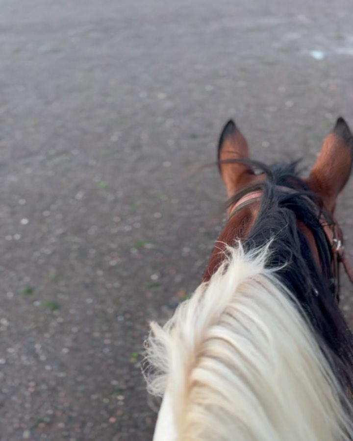 One of our most recent BOF trips, so blessed to have this scenery everydayโ๏ธ๐ด
#horseriding #novascotia #parrsboronovascotia #spiritreinsranch
