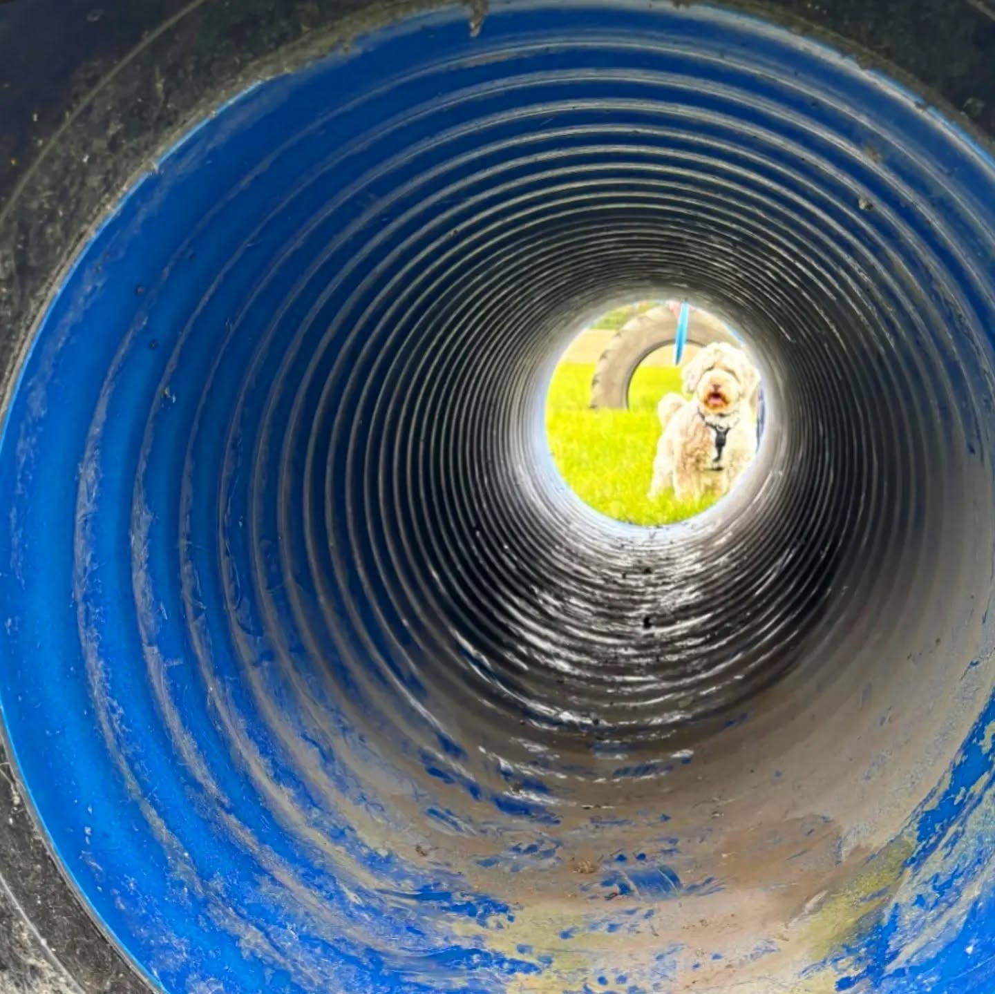 End of Day One at the Dog Field at Ewen! 🐾
Thank you to everyone who visited today! Special shoutout to @oreothecheekycockapoo for this adorable shot, checking out the tunnel. 🐶 We can’t wait to see more happy pups enjoying the field!
#SecureDogField #dogtraining #cirencester #dogwalk #BestInFieldEwen