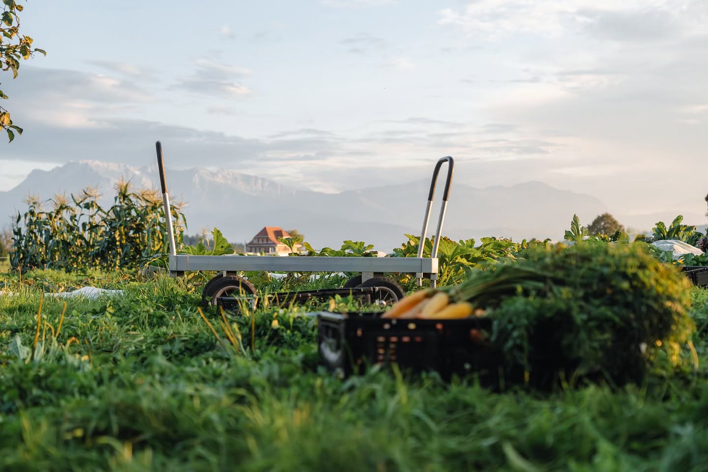 Gartenleben😍 Gemüseleben😋 🥕🥦🥬🌽🫑🫛🧄🧅🥔
📸 @enneanieminen
.
.
#vielfalt #diversität #kleinräumigkeit #nachhaltigkeit
