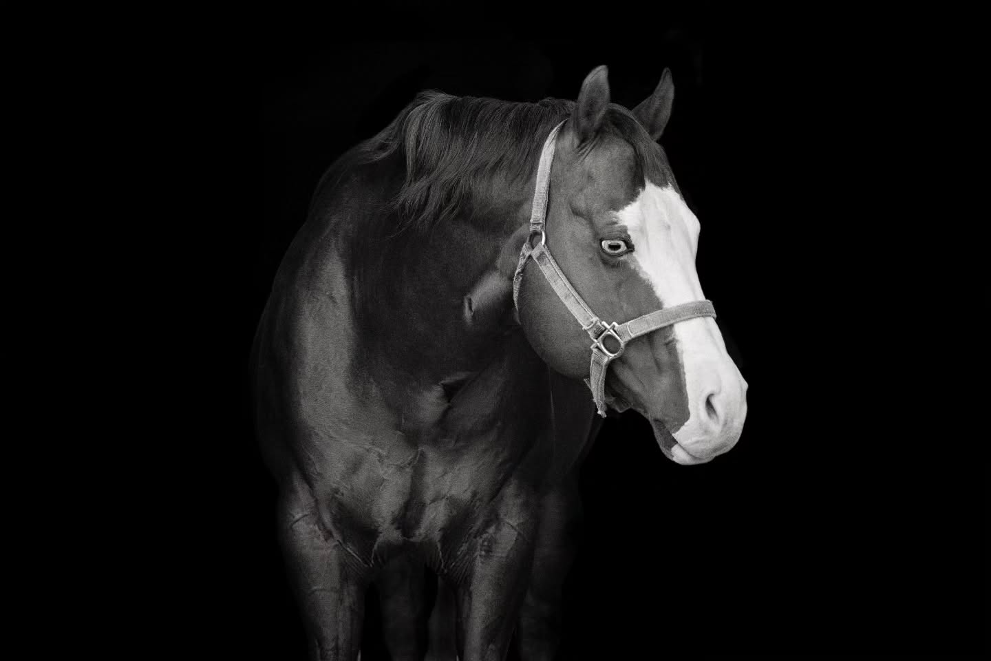 The Kids Gotta Gun is ready for the 2025 Breeding Season! Get your name in our books!
.
@santahillranchbreedingbarn @santahillranch @nrhareining
.
Picture - @l2hphotography
.
#hudsonvalley #hudsonvalleyny #santahillranch #hall #barnlife #thekidsgottagun #stallion #nrha #reining #reininghorse #slideofyourlife #horse #horseriding #equestrianlife #equestrian #reininglife #horsebreeding #stallionhorse #champion #reiningstallion #portrait #horselife #breederlife #headshot #halter #reininglife