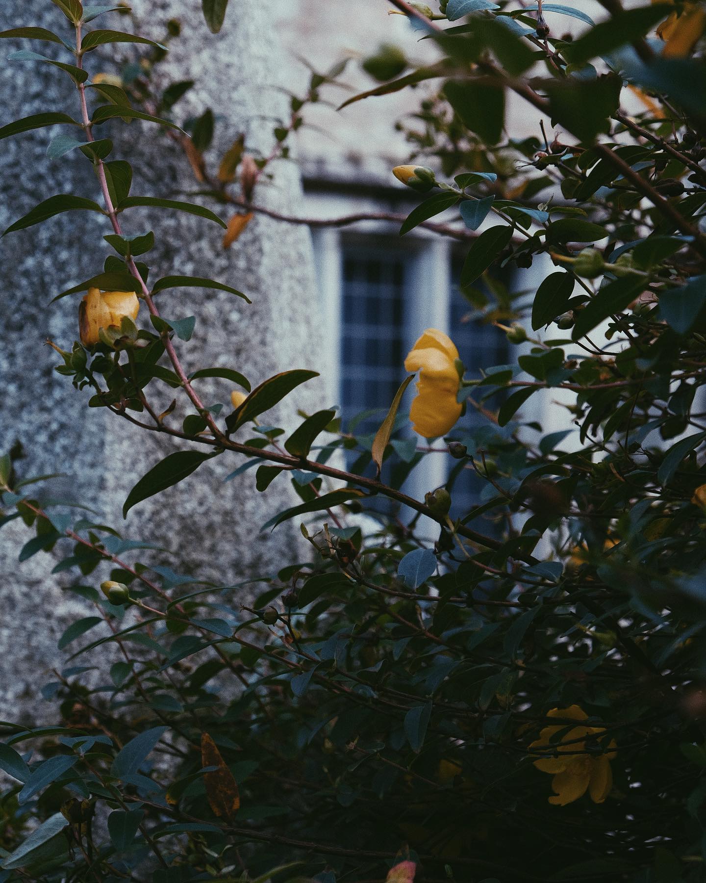 🍂 Spent the day exploring the many textures of one of Cornwall’s most timeless spots – from rough stone and all its rugged charm, to vibrant autumn flowers, there truly is a bit of history in every corner. It was particularly memorable to see the barrel-vaulted ceiling of the Long Gallery during its clean and restoration…
There’s something about Autumn that makes everything feel so alive, even if we are in the process of winding down into winter.
So, if you’re looking for photos that capture the beauty of Cornwall, your home, or just want to have some memories captured this season, drop us a message! 🌳
#cornwallphotography #autumnincornwall #lanhydrock #nationaltrustmember #nationaltrustsouthwest #nationaltrust #cornwallexplored #photographyincornwall #cornwallphotographer #cornwalllife #cornwallliving #cornwallbusiness #cedarcoveuk #ntchallenge