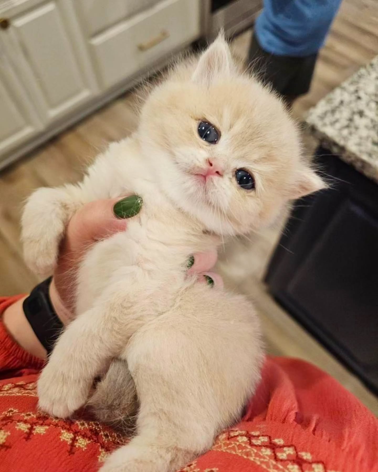 🍋 Lemóne 🍋 Sweet little Blue Golden Chinchilla 💙
#britishshorthair #Cheshirecat #pussinboots