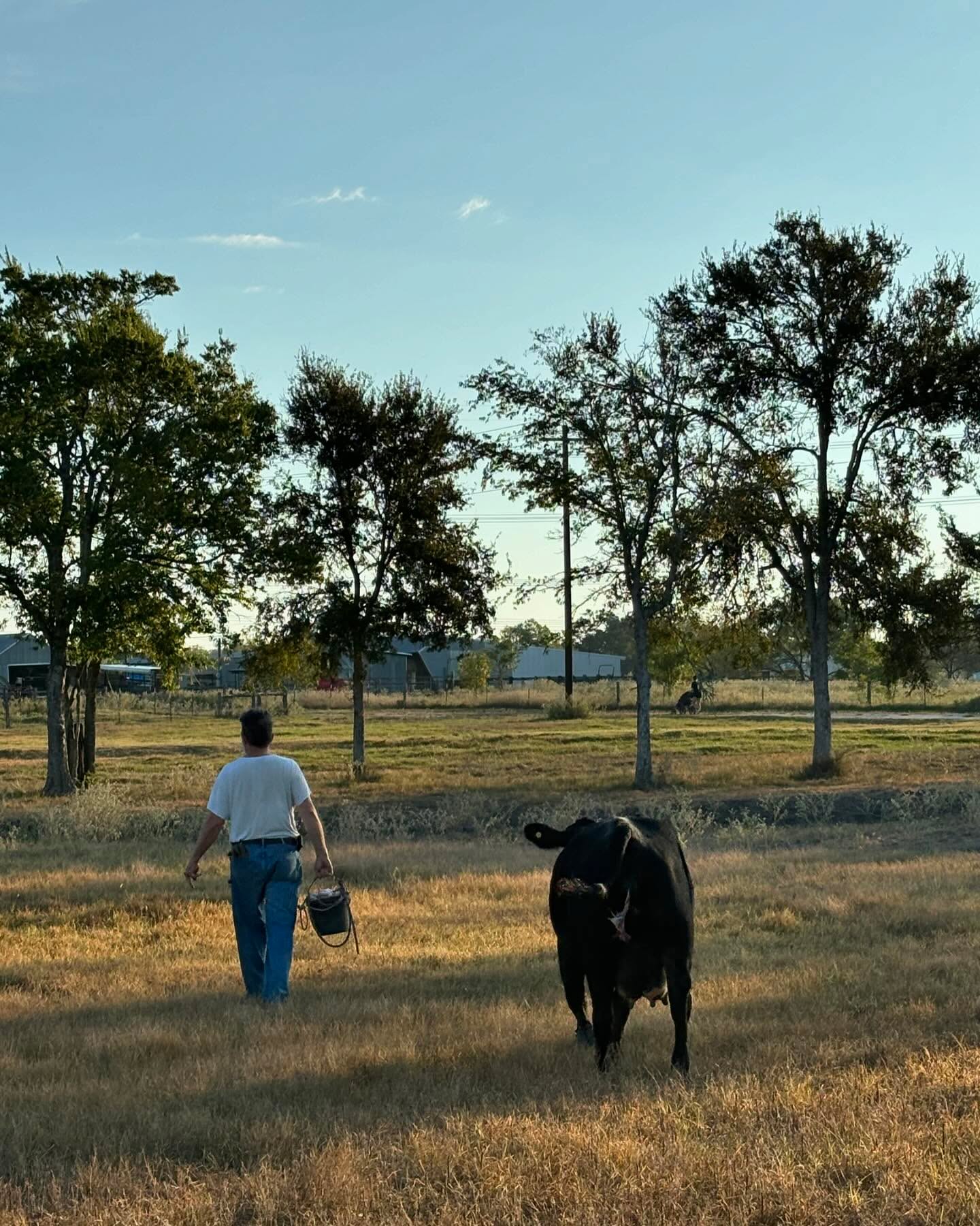 It’s calving season at Osth Family Farm! 🐮