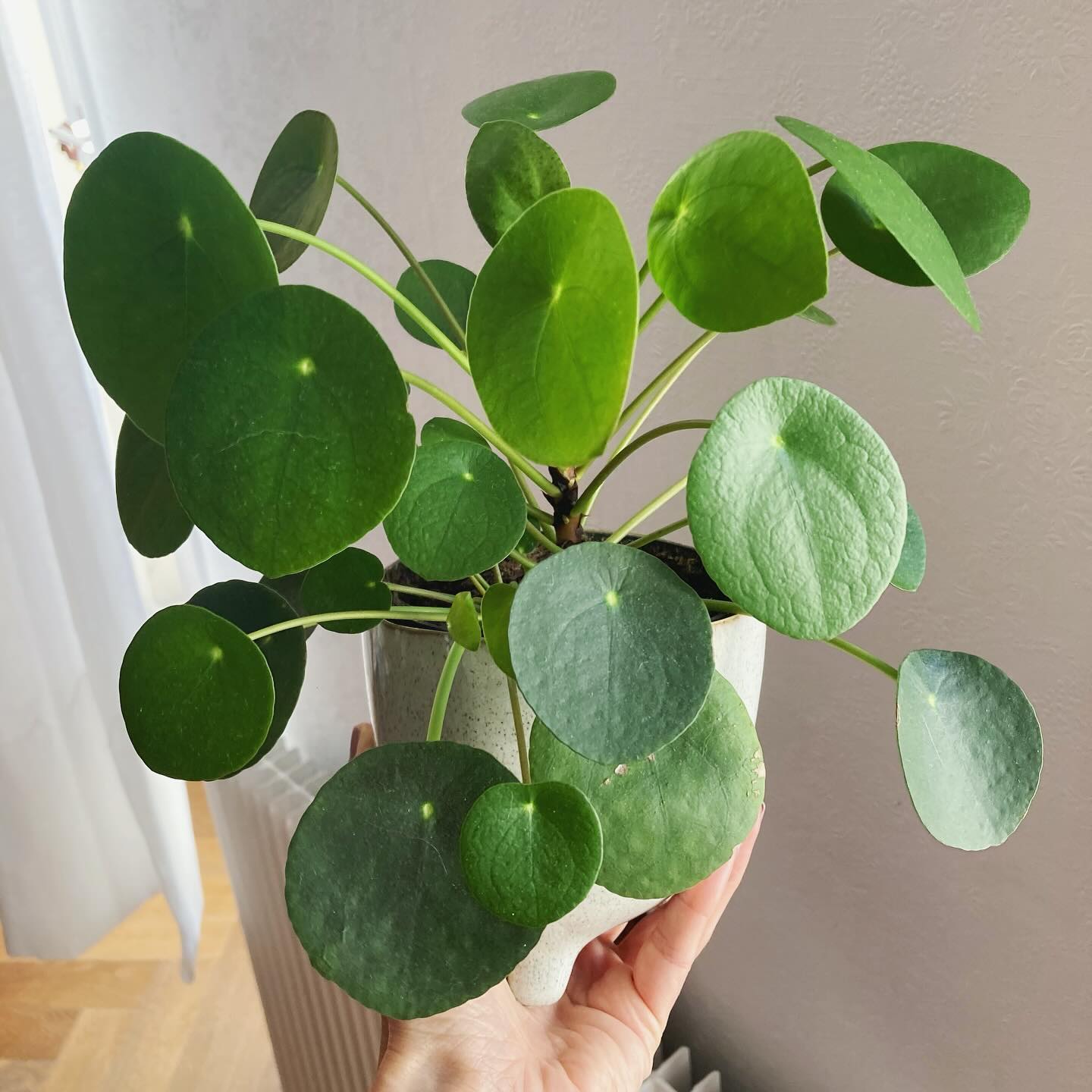 đ Invite the Energy of Wealth
A little plant magic for you in this post:
Place a Chinese Money Plant - the pilea peperomia - in the far left corner of you space (the farthest from your front door)
With its round-shaped, coin-like leaves, the pilea is associated with abundance and good fortune - the perfect plant to support the wood element of your Wealth area.
Try it, and let me know how it goes!
đ«đ· Invitez lâEnergie de la Richesse
Un peu de magie par les plantes pour vous dans ce post:
Placez une plante Ă monnaie chinoise - le pilea peperomia - dans le coin gauche de votre espace, le plus Ă©loignĂ© de votre porte dâentrĂ©e.
Avec ses feuilles rondes en forme de pieces de monnaie, le pilea est associĂ© Ă lâabondance et Ă la chance - la plante parfaite pour accompagner lâĂ©lĂ©ment Terre de votre zone Richesse.
Testez et dites-moi ce que ça donne !
#pilea #peperomia #plantlover #fengshuitips #plantsofinstragram #fengshuihome #abundance #fengshuimagic