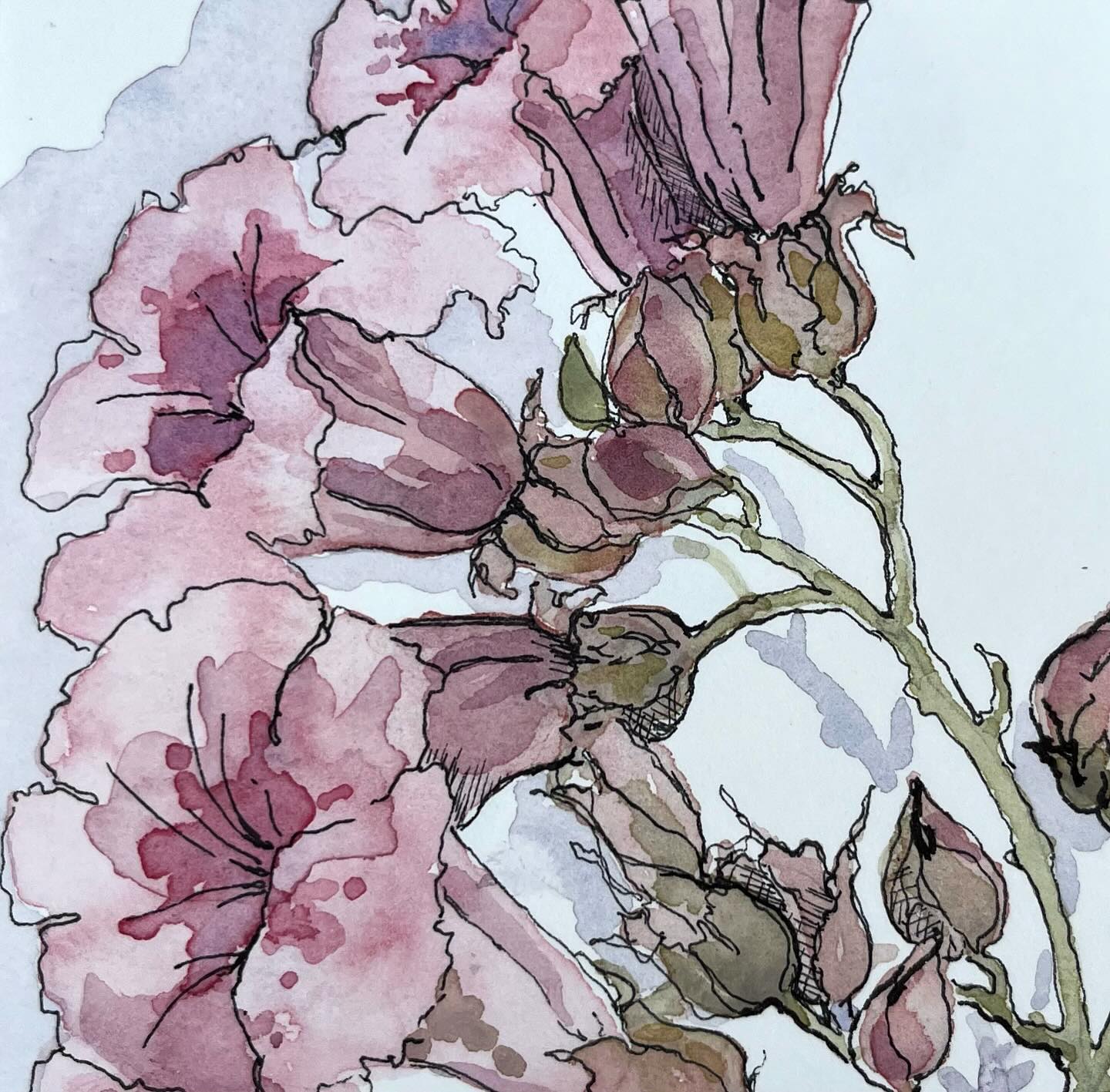 Day 12 Flower @inktober
Yep I’m all out of sync. I managed to do quite a bit of sketchbook work on holiday which I intended to share on return but life got in the way (work, poorly mother etc.) so just catching up! This plant is called Pink Trumpetvine and grew up a wall close to our hotel in Marbella. I’ve been working in a small sketchbook with hot pressed watercolour paper but opened up it’s long and thin so not easy to show the whole image on IG although great to use. So i’m playing around with different options such as coloured backgrounds. More to come as I catch up with posting!
#flowers #flowerpainting #watercolourflowers #watercolour #penandwatercolour #penandinkdrawing #inktoberchallenge #watercolourartist #artist #botanicalwatercolor #horticulture #cornishartist