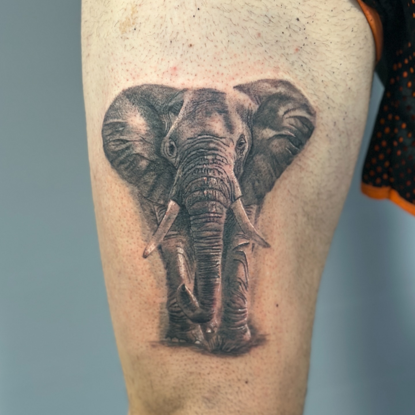 Gestochen von @mavinci_art #mavinci_art #tattoo #tattooart #tattooartist #elefanttattoo #realism #reslismotattoo