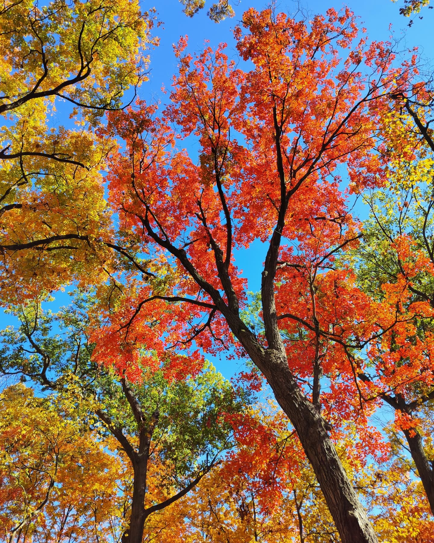 Wednesday Moment of Zen on the East Bank of the Des Plaines River. The colors of the oaks and maples are incredible for this brief breath of time. Peace y'all.