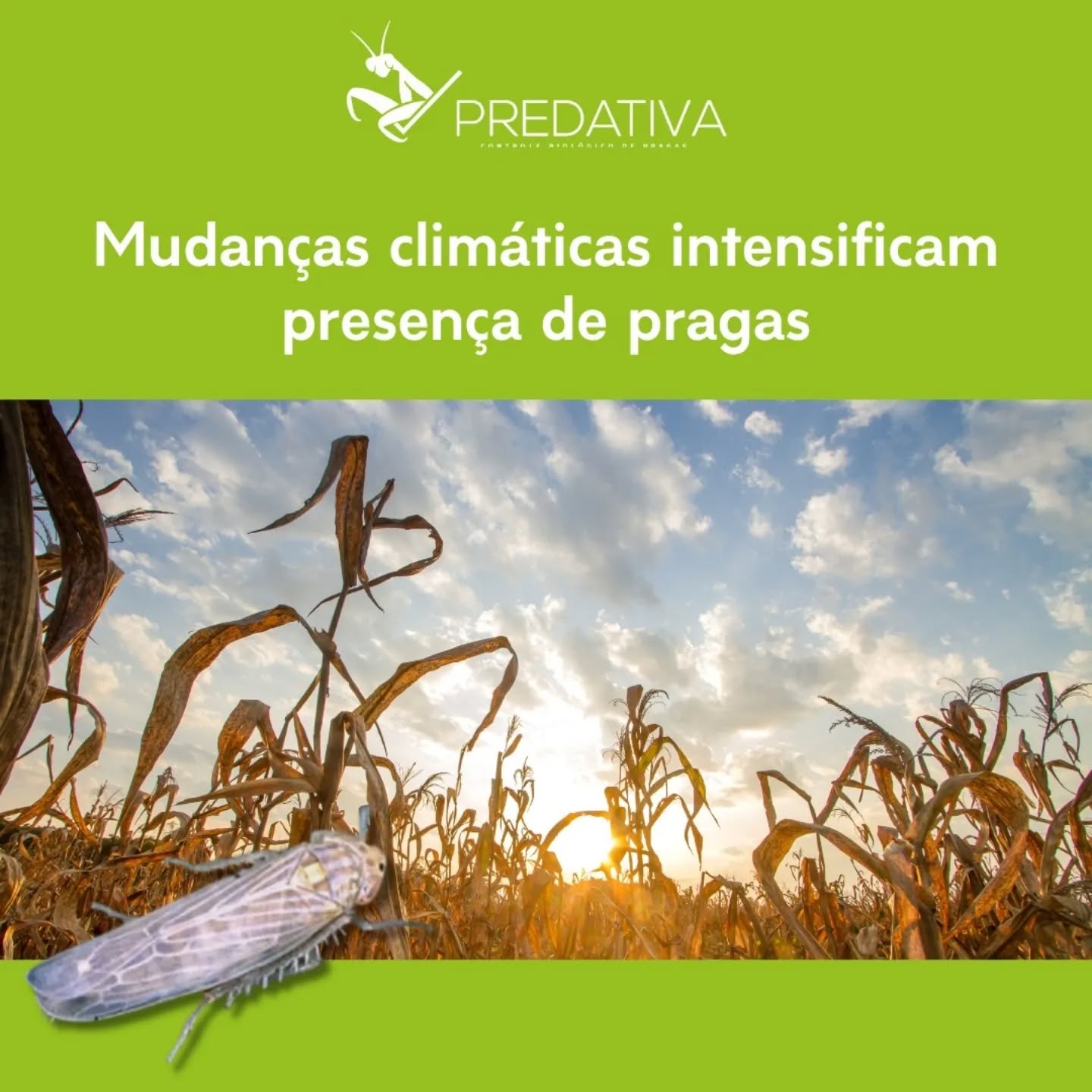 Visite nosso site no link da bio e conheça mais sobre a solução desenvolvida pela #predativa que utiliza automação para produção on farm de agentes #macrobiologicos utilizados no combate às pragas agrícolas.
Fonte: Agrolink
#pragasagricolas #fruticultura #manejointegradodepragas