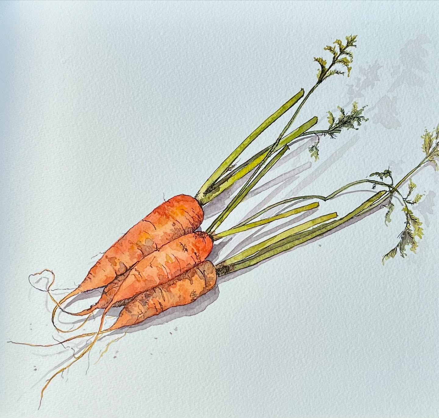 Double post #inktober
Day 17 Root and Day 19 Companion
Still desperately trying to catch up the great prompts from @journalingwithnature, so another double post. If I’d popped a worm in the robin’s mouth I could have covered Day 18 ‘invertebrate’ too! But I didn’t think of that till I was about to post 🤦♀️😂.
These sweet baby carrots came from @kehelland.trust shop yesterday. I’ve used a fountain pen with watercolours, rather than a fine liner, as you get a softer uneven line.
We are very lucky to have so many birds in our garden. I painted the robin a while ago but love his quirky stance, so it’s nice he’s had his day on instagram too.
#loveveg #carrots #watercolourartist #naturelover #penandwash #sketching #horticulture #observationaldrawing #realisticdrawing #vegetablegardening #gardening #birddrawing #gardenbirds #loverobins #cornishgarden #cornwallartist #lovecornwall