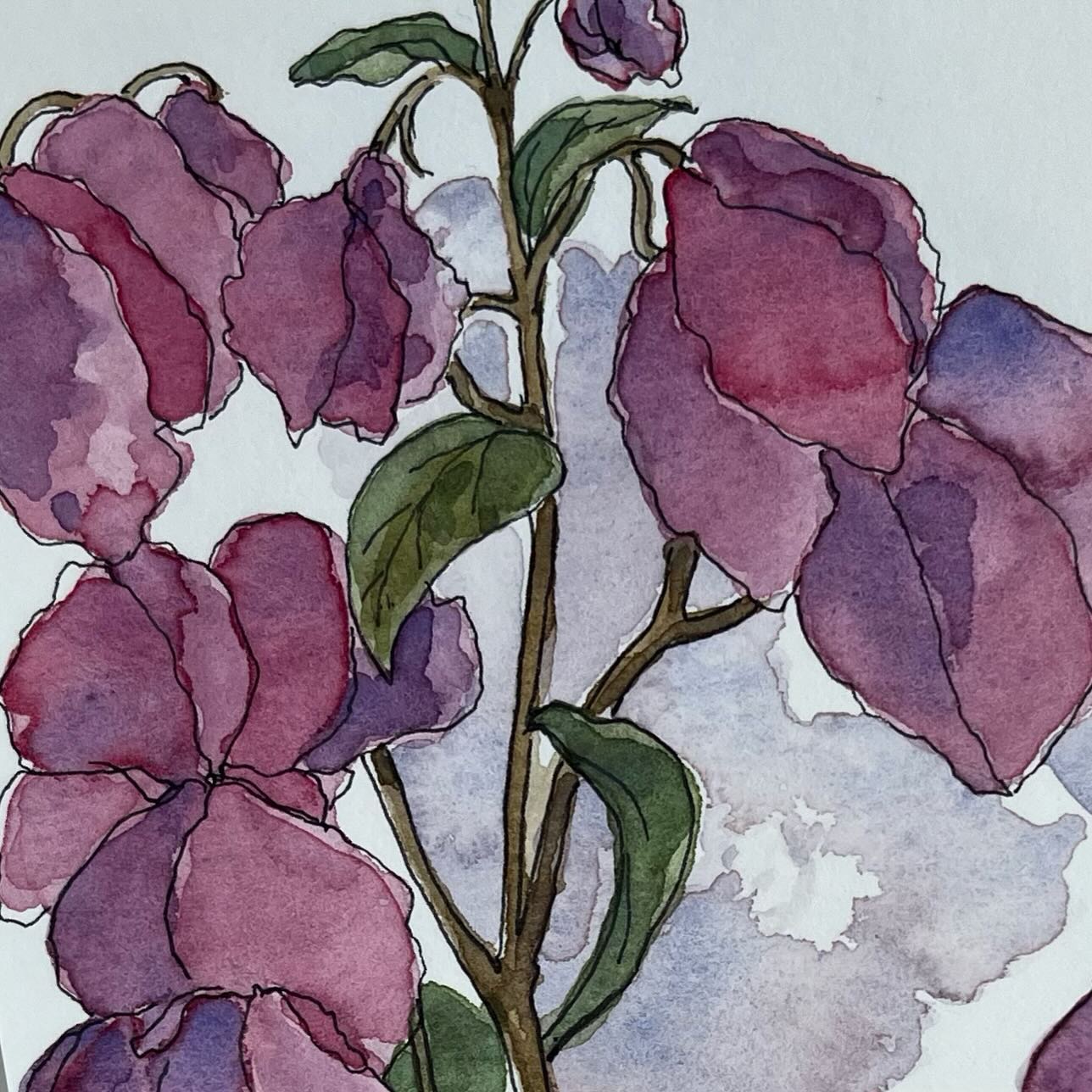 Day 14 and 15 #inktober2024 Shade and Cultivated.
These plants and flowers grew in and around the gardens of our hotel @eurostarshotels Marbella, so I’m guessing are ‘cultivated’. As for ‘shade’ I’ve been working on how I use shadows in my sketches and paintings. I’ve been inspired by other people’s use such as @jude__c_ and with advise from @shoreditchsketcher on a recent workshop, I felt it was something I’d rather overlooked. So shadow rather than shade but the two are related. More to come!
#inktoberchallenge #penandwatercolor #botanicalart #plantdrawing #watercoloursketch #spain #marbellalifestyle #sketchbook #watercolourart #observationalpainting #cornishartist.