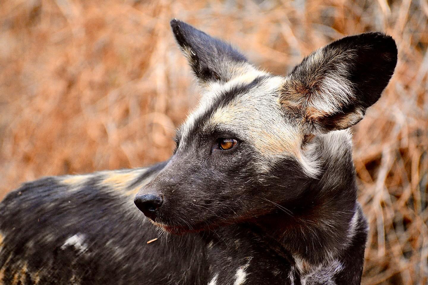 Seeing African Wild Dogs and Spotted Hyenas was one of the highlights of our recent trip to Kenya! We ran into the same Wild Dog pack twice while they were napping along the road and Hyenas on the way to the airport on the last day! Perfect way to end the trip
#africanwilddog #spottedhyena #africa #wilddogs #tsavotrust #kenya