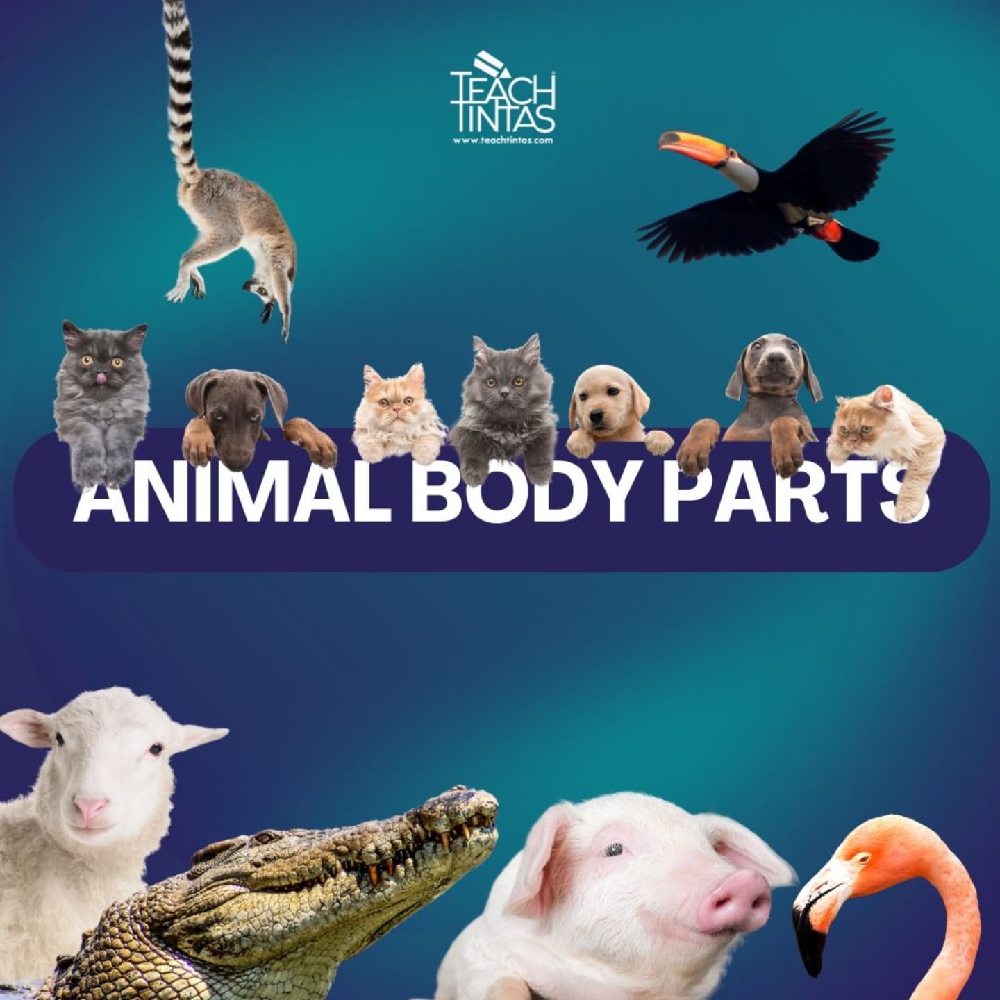 🌟🌟¿Te sabías todas estas partes de animales en inglés? ¡Aprende con nosotros! 😇 #LearnANewLanguageWithTeachTintas #EnglishLearning #TeachTintasGlobal