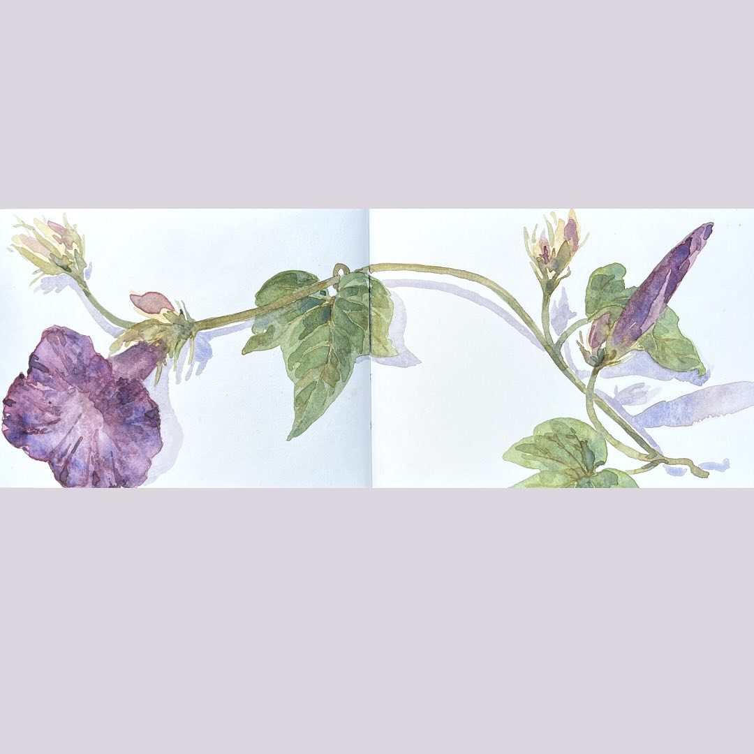 #inktober Day 16 Climbing
This Blue Dawnflower/Morning Glory grew just down the road from our hotel on a bit of rough ground and up an adjacent wall. No pen with this one, just watercolour. I really like the way it goes across both pages but not easy to show on IG.
#watercoloursketching #watercolourartist #nature #wildplants #nature #naturalplants #climbingplants #horticulture #botany #marbella #artistabroad #cornwallartist