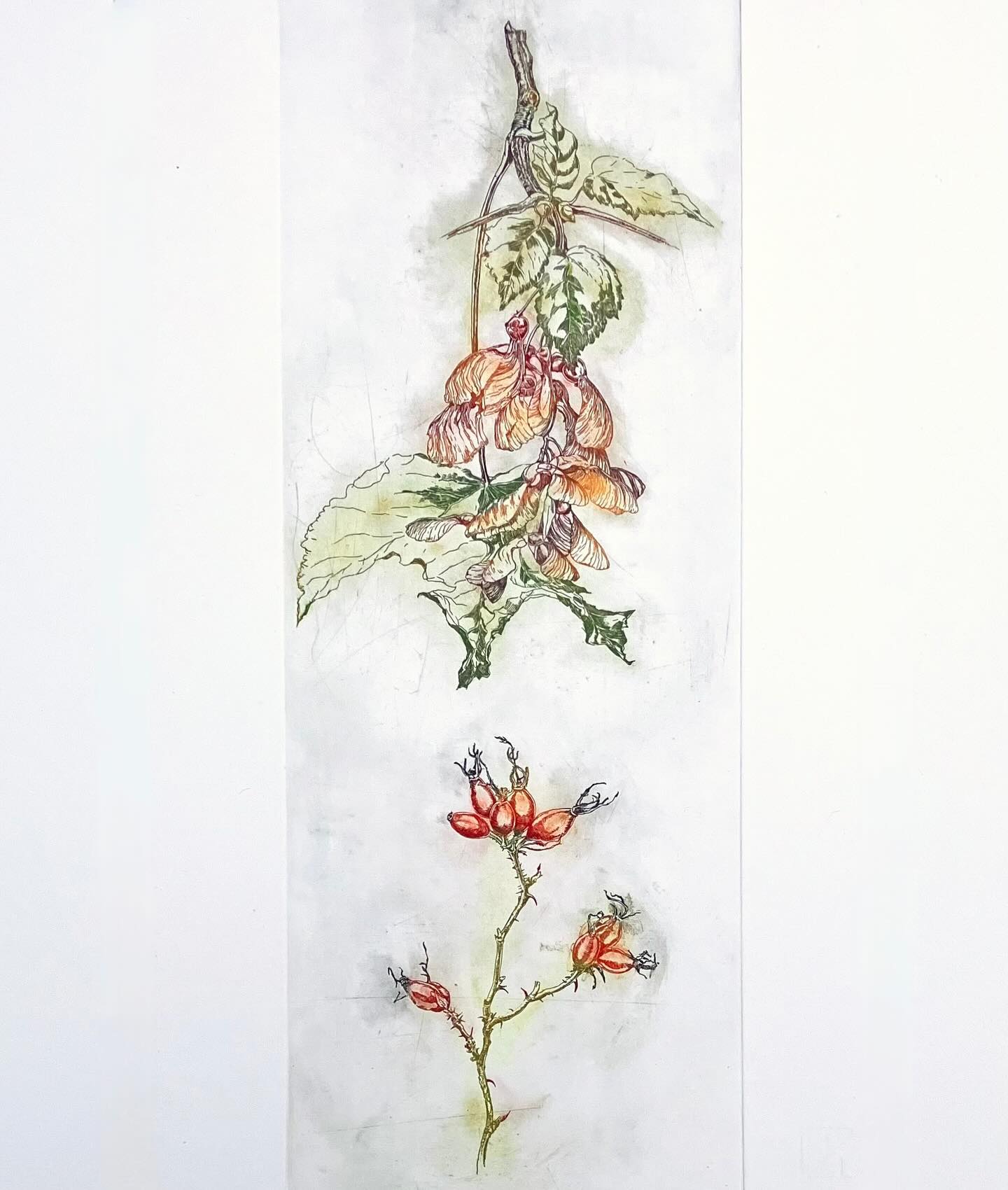 Willem Jan Otten in de serie Onuitsprekelijke Verzuchtingen: “… we zijn pas vrij als we ons binden.” In het KN van deze week met een kleurenets van mij. hppts://digitaal.kn.nl #katholieknieuwsblad #skandalonuitgeverij #insectprint #sealife #printmaking #etching #figuredrawing #classicdrawing #blackandwhitedrawing #engraving #largeetching #penandink #seascapedrawings #fromlifeonly