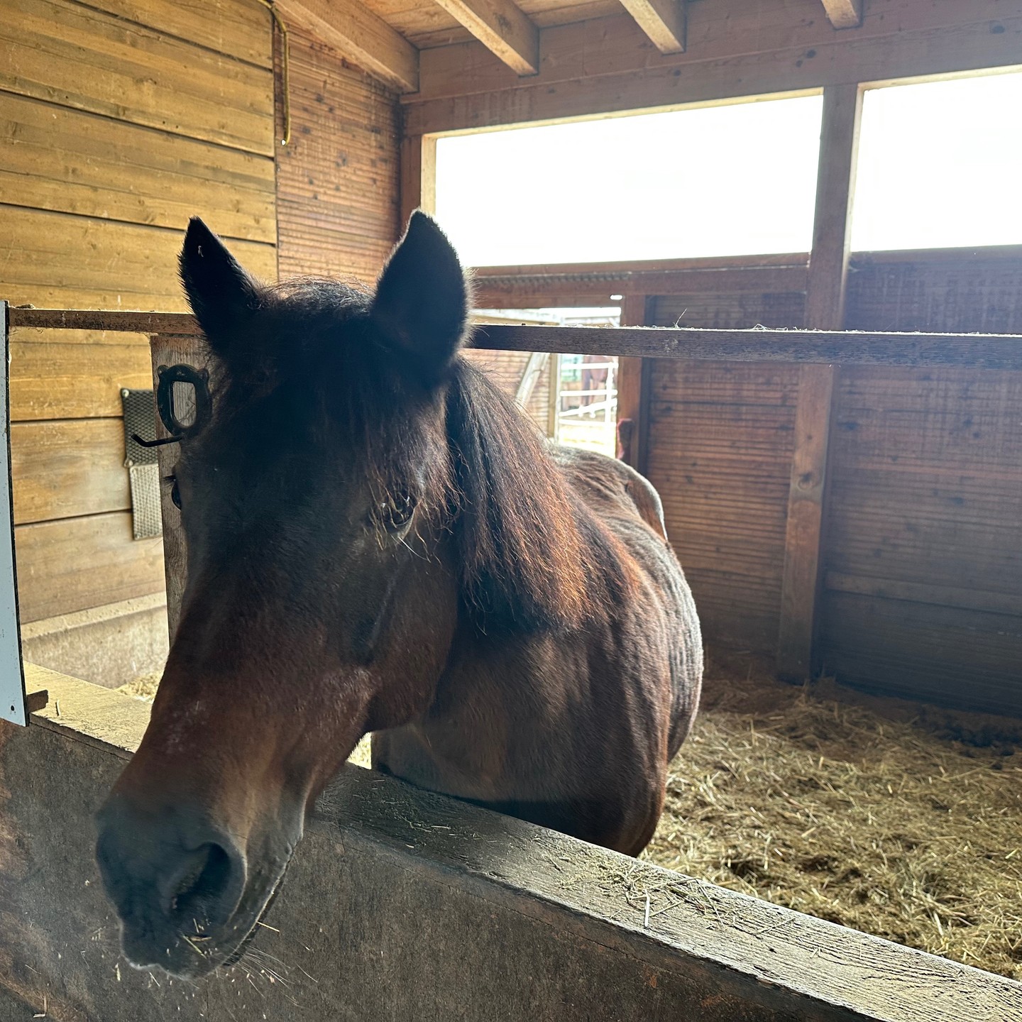 Stallplaz frei / Box frei / Offenstall frei
Unsere Lilly sucht einen neuen Mitbewohner, nachdem Betzi leider für immer ausgezogen ist.
Wir bieten:
Vollpension möglich,
staubarmes und geruchsbindendes Einstreu,
sehr großer befestigter Sandpaddock direkt an der Box,
Koppel vorhanden, aber kein Muss (für Rehepferde geeignet),
dreimal täglich Heufütterung,
Stroh nach Wunsch,
Kraftfutter nach Wunsch usw.
gerne melden!
#boxfrei #offenstall #reitverein #wg #oettingen #nördlingen