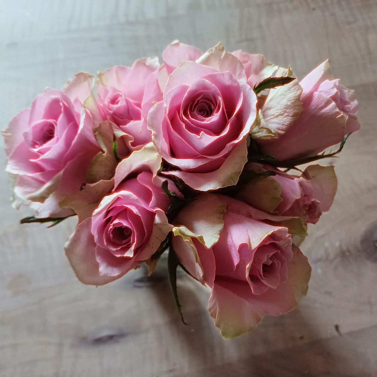 Ein Beitrag, den wir alle leisten können:
Akzeptiere die Frauen neben dir, schließe Frieden. 💞👩🏼🤝👩🏻🕊
.
Frausein hat viele Facetten und viele Gesichter und spiegelt sich in vielen Rollen wider. Während #frausein früher bedeutete, Mutter zu sein, wird es endlich langsam "gesellschaftstauglich", sich auch ohne Kind als vollwertige Frau fühlen zu 'dürfen'.
.
Wie wir das beschleunigen können?
Indem wir zB. untereinander aufhören zu bit**en. Indem wir die Vergleiche niederlegen und die Lebenswelt der anderen akzeptieren. Indem wir uns gedanklich erweitern und uns für die Vielfalt öffnen.
.
Unser hetero-normes System macht es vielen schwer, die nicht dieser Norm entsprechen; ob Alleinerzieherin, Nicht-Mutter, Selbständige, verheiratet, geschieden, in einer Affäre, Langzeit-Studentin, jung, älter - unsere Gesellschaft lebt von dieser schönen Vielfalt - stell dir vor, wir wären alle gleich! Müssten alle gleich sein!
.
In diesem Sinn: #Respekt vor deinem Leben, liebe #heartsister. Mögest du Erfolg haben in deinen Vorhaben und mögest du möglichst viel bekommen und erreichen von allem, das du dir wünschst. 💞👩🏼🤝👩🏻
.
.
Join Facebook-group: "Heartsisters Movement by Zauberband"
.
https://www.facebook.com/groups/zauberbandheartsisters/?ref=share
.
.
#sisterhoodalive #heartsisters #frausein #Weiblichkeit #together