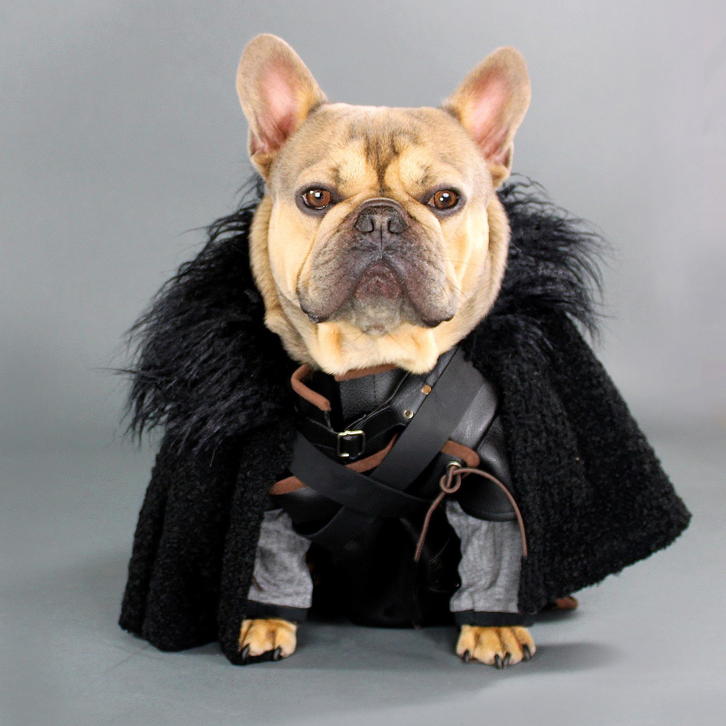 I’m pawsitive that I won the costume contest. 👻