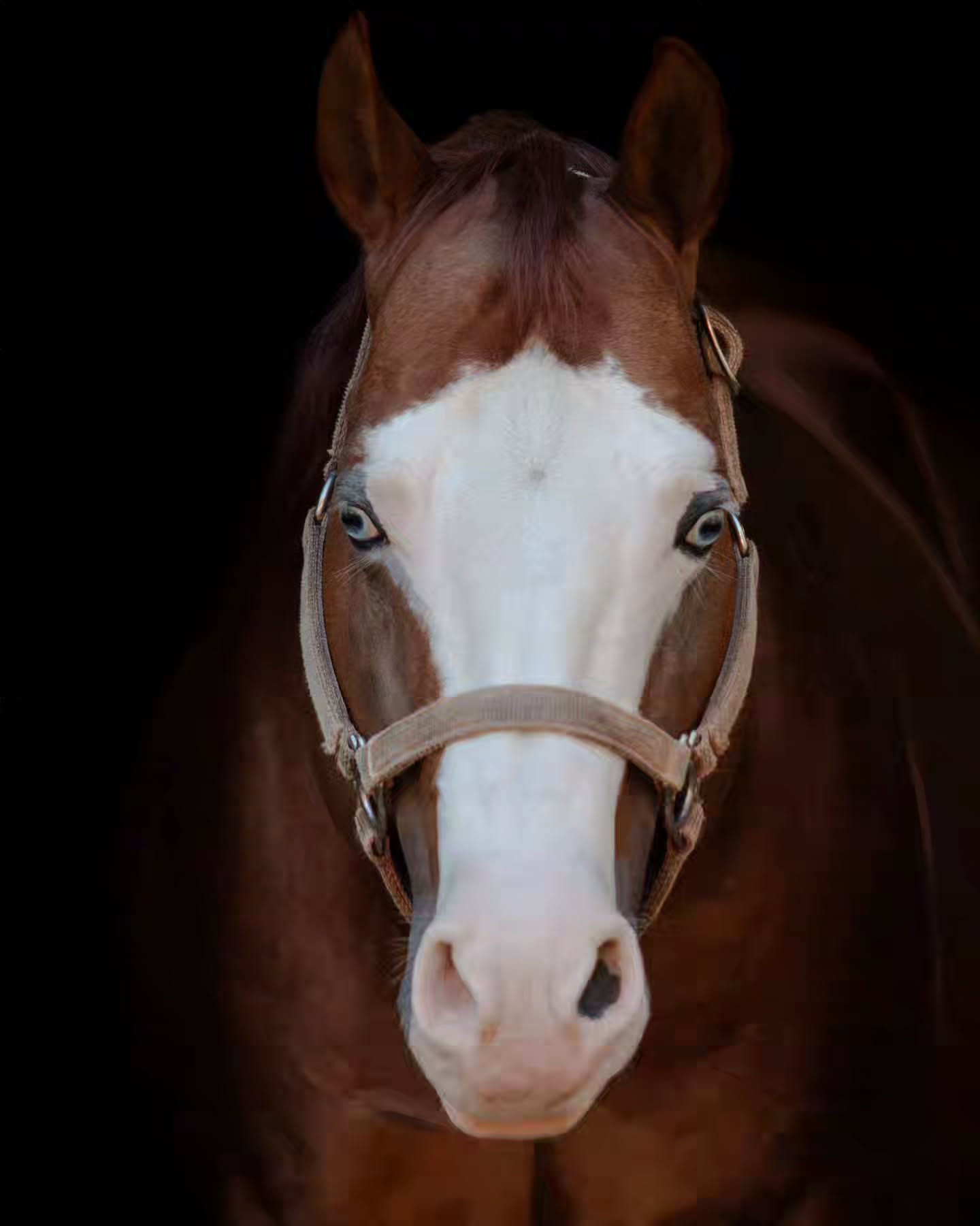 Make sure to get your name on the books for the 2025 Breeding Season!
.
@santahillranchbreedingbarn @santahillranch @nrhareining
.
Picture - @l2hphotography
.
#hudsonvalley #hudsonvalleyny #santahillranch #hall #barnlife #thekidsgottagun #stallion #nrha #reining #reininghorse #slideofyourlife #horse #horseriding #equestrianlife #equestrian #reininglife #horsebreeding #stallionhorse #champion #reiningstallion #portrait #horselife #breederlife #headshot #halter #reininglife